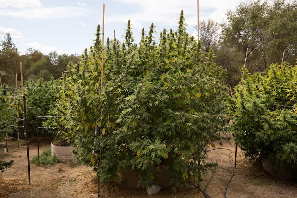 What are the Best Strains from Humboldt to Grow Outdoors?