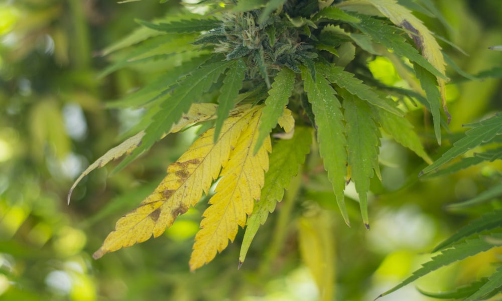 If Leaves Could Talk: Understanding and Avoiding Nutrient Deficiencies