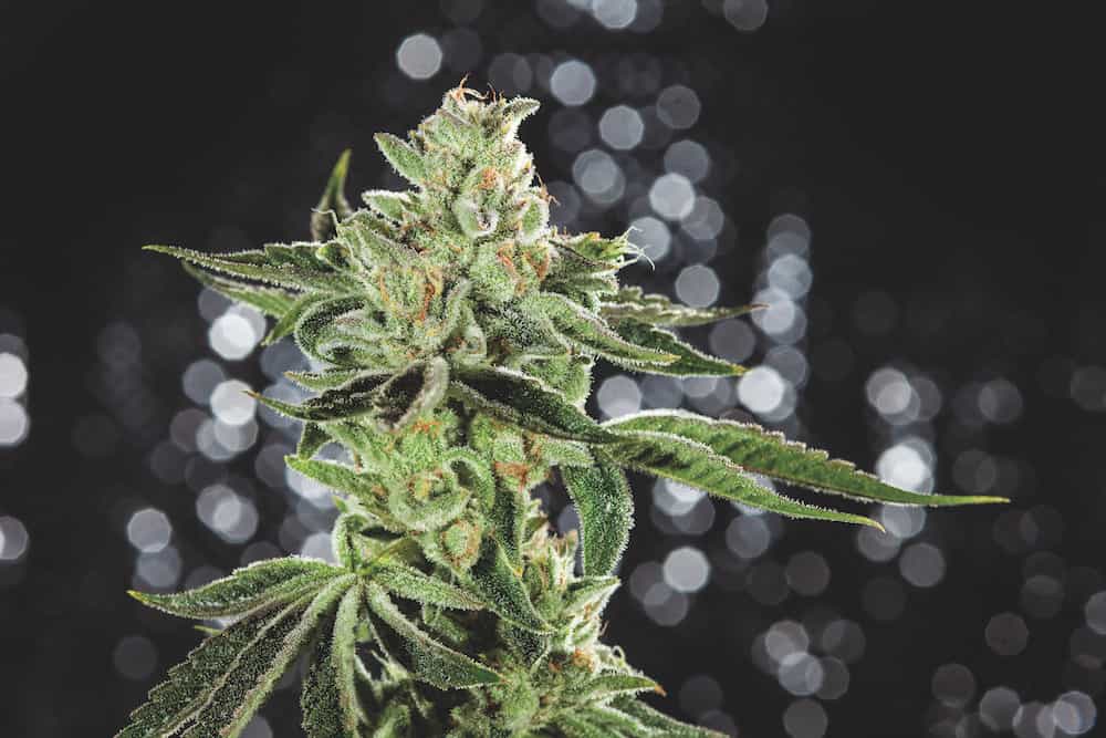 The Top 10 Cannabis Strains of 2018