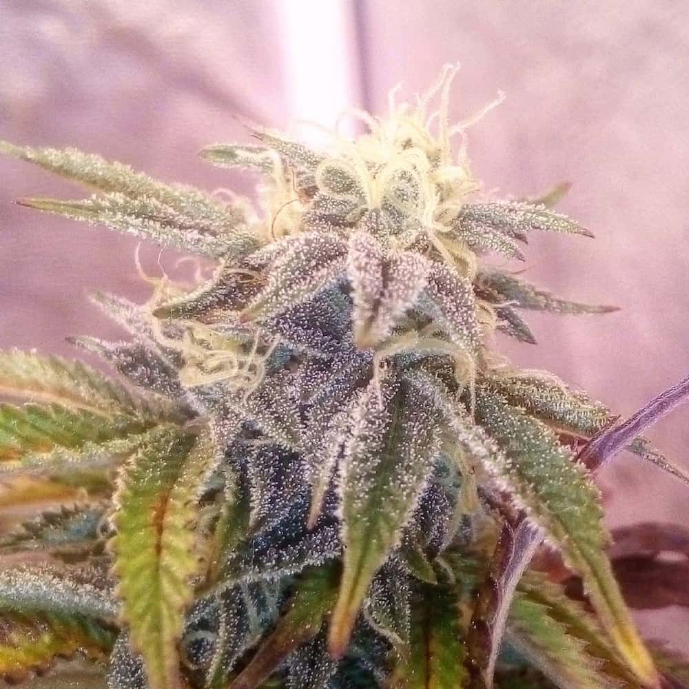 Identifying The Ideal Harvest Window For Big Beautiful Buds