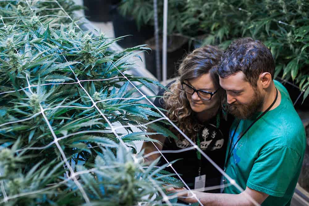Six Couples Open Up About Working In Cannabis Together