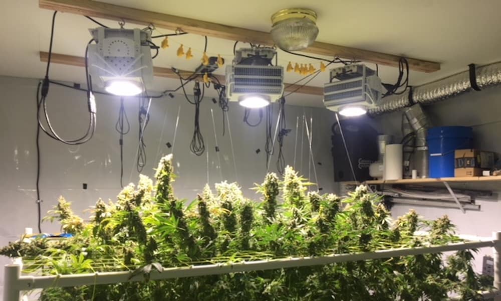 Prædiken Ligner knoglebrud Spectrum King LED is the Choice of the Home Cannabis Grower | High Times