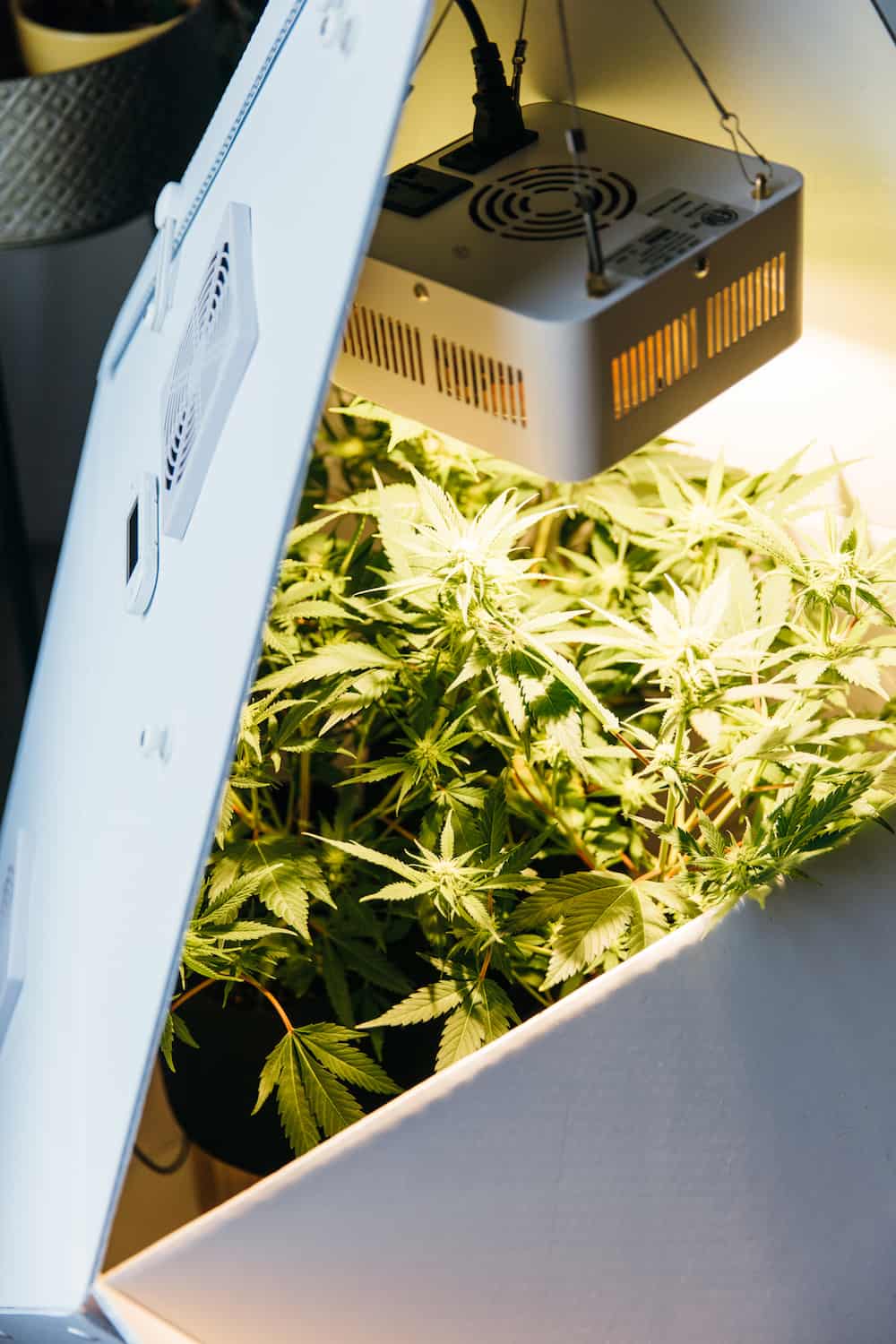 Why Leaflit Wants to Change the Way We View Growing Cannabis at Home