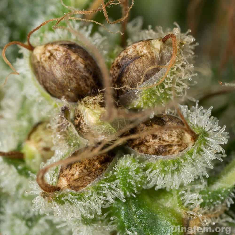 An Interview With Dinafem Seeds: Europe's King Of Feminized Seeds 