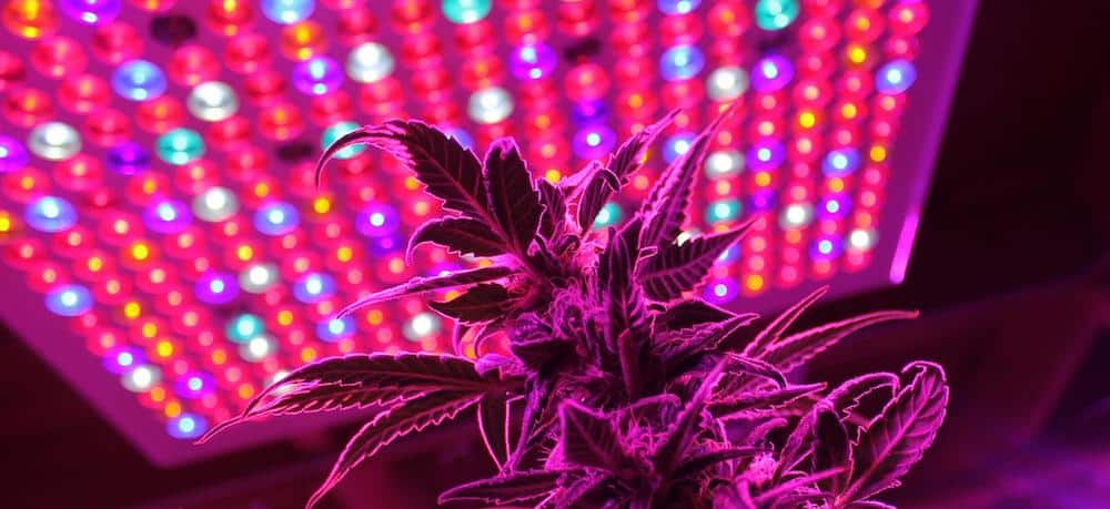 How to Grow Weed in the Comfort of Your Own Home
