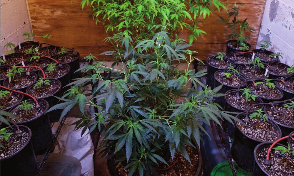 大麻の種を屋内に植える時期