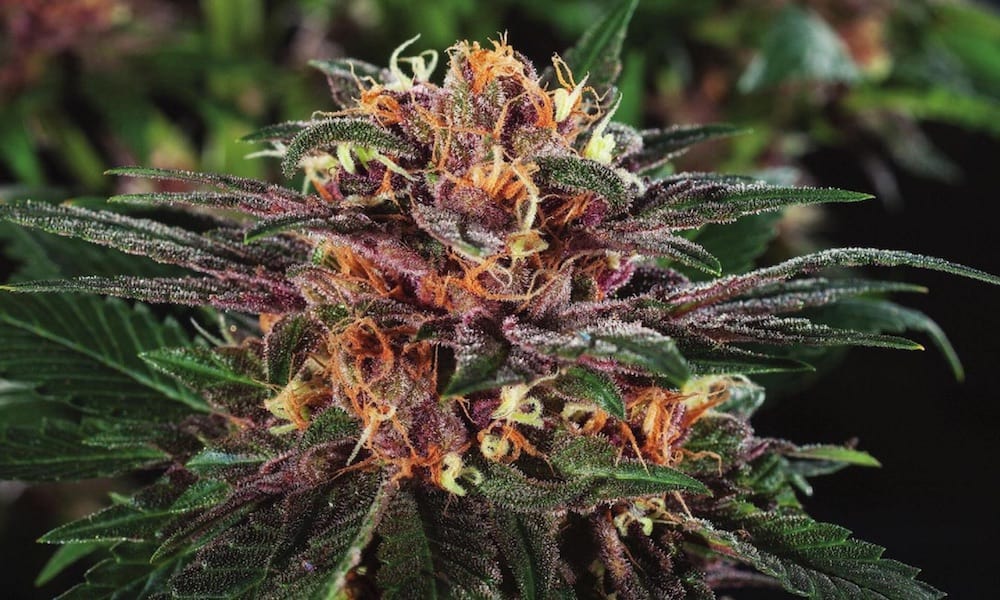 3 Easy Facts About Miracle Alien Cookies Cannabis Seeds Online Described