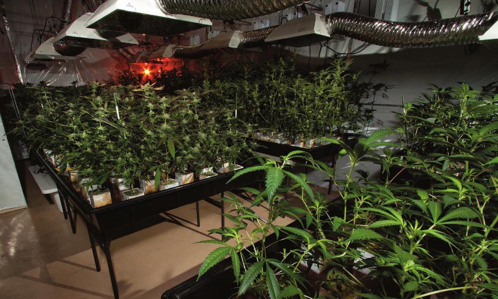 The Best Hydroponic Methods For Growing Cannabis Yourself High Times