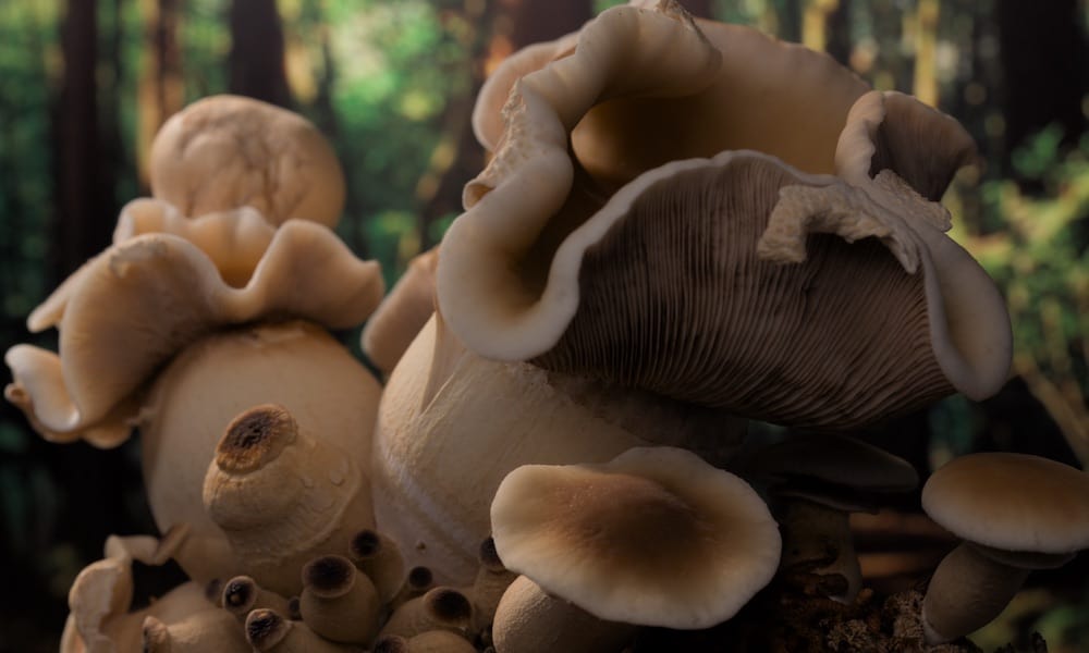 "Fantastic Fungi" Is A Mushroom Movie Celebrating Spore-Producing Organisms
