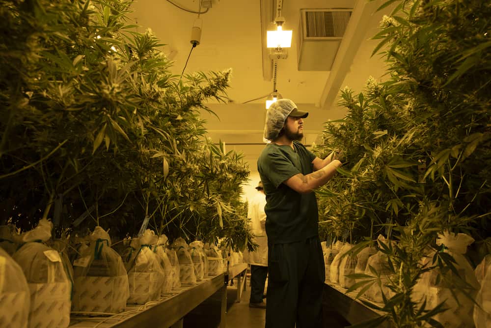Bringing The Outside In: Why Indoor Cultivation is Better