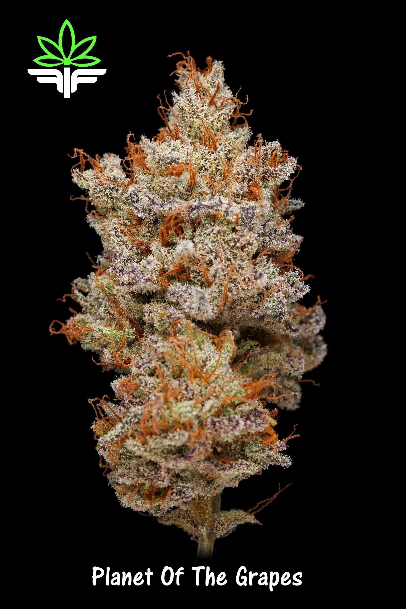 The Winners of The Cannabis Cup Oregon: People's Choice Edition 2020