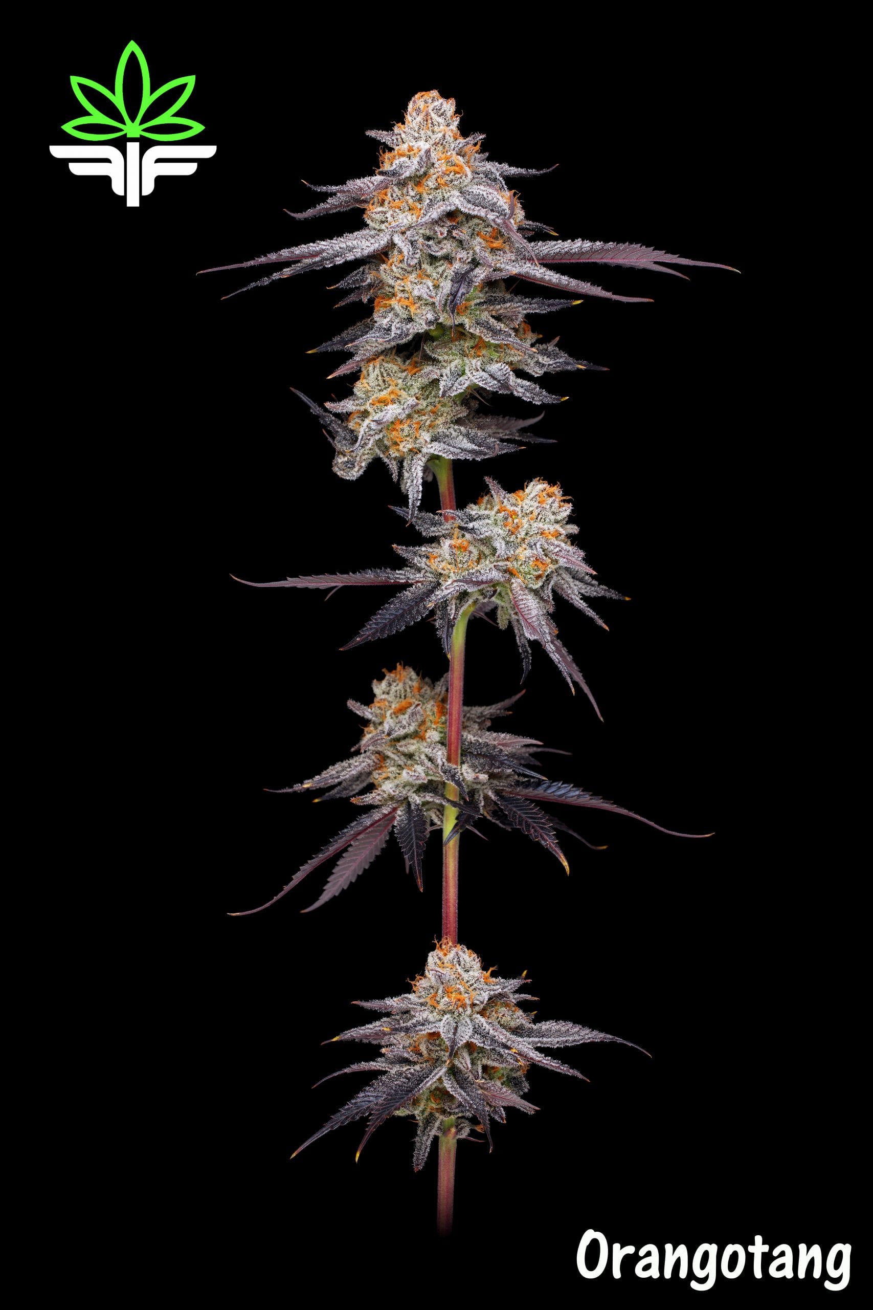 The Winners of The Cannabis Cup Oregon: People's Choice Edition 2020