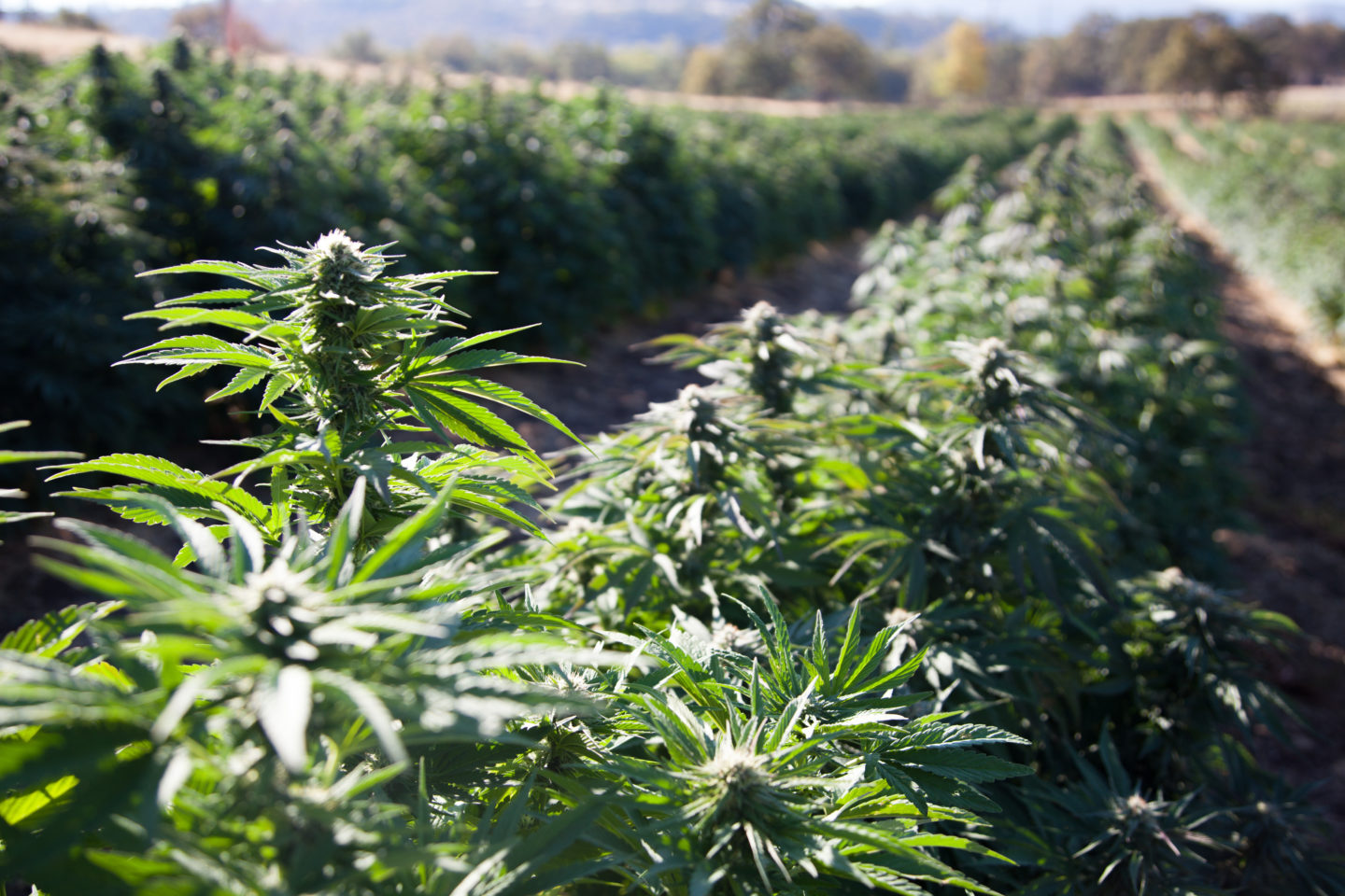 photo of After Two Years, American Hemp Experts Applaud USDA Rules While Waiting On Further Clarity image