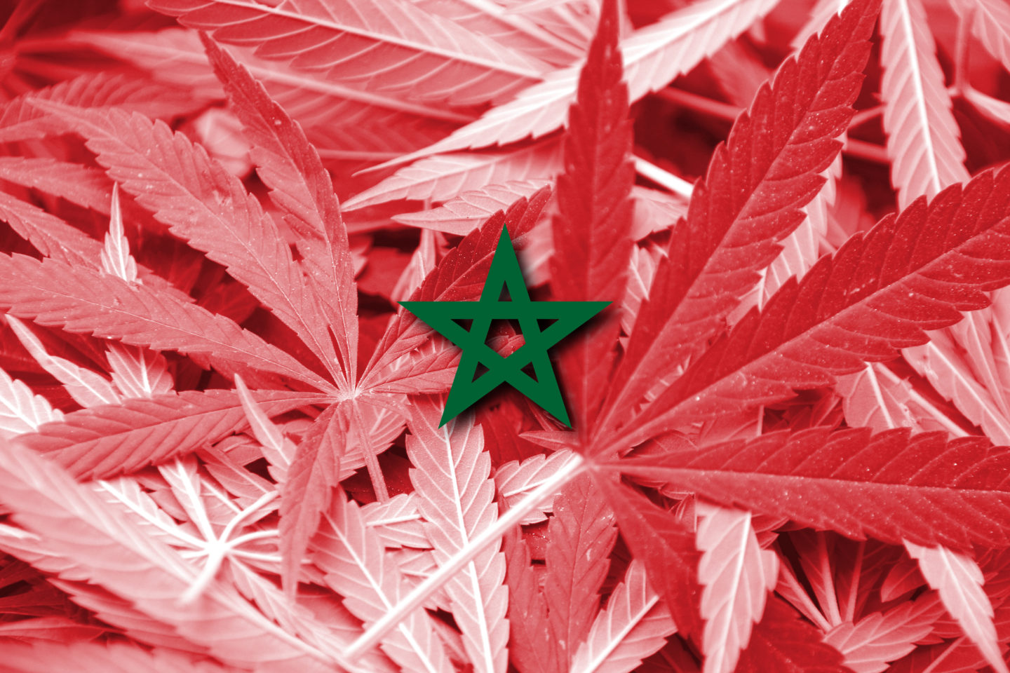 photo of Morocco Expected To Pass Cannabis Legalization Soon image