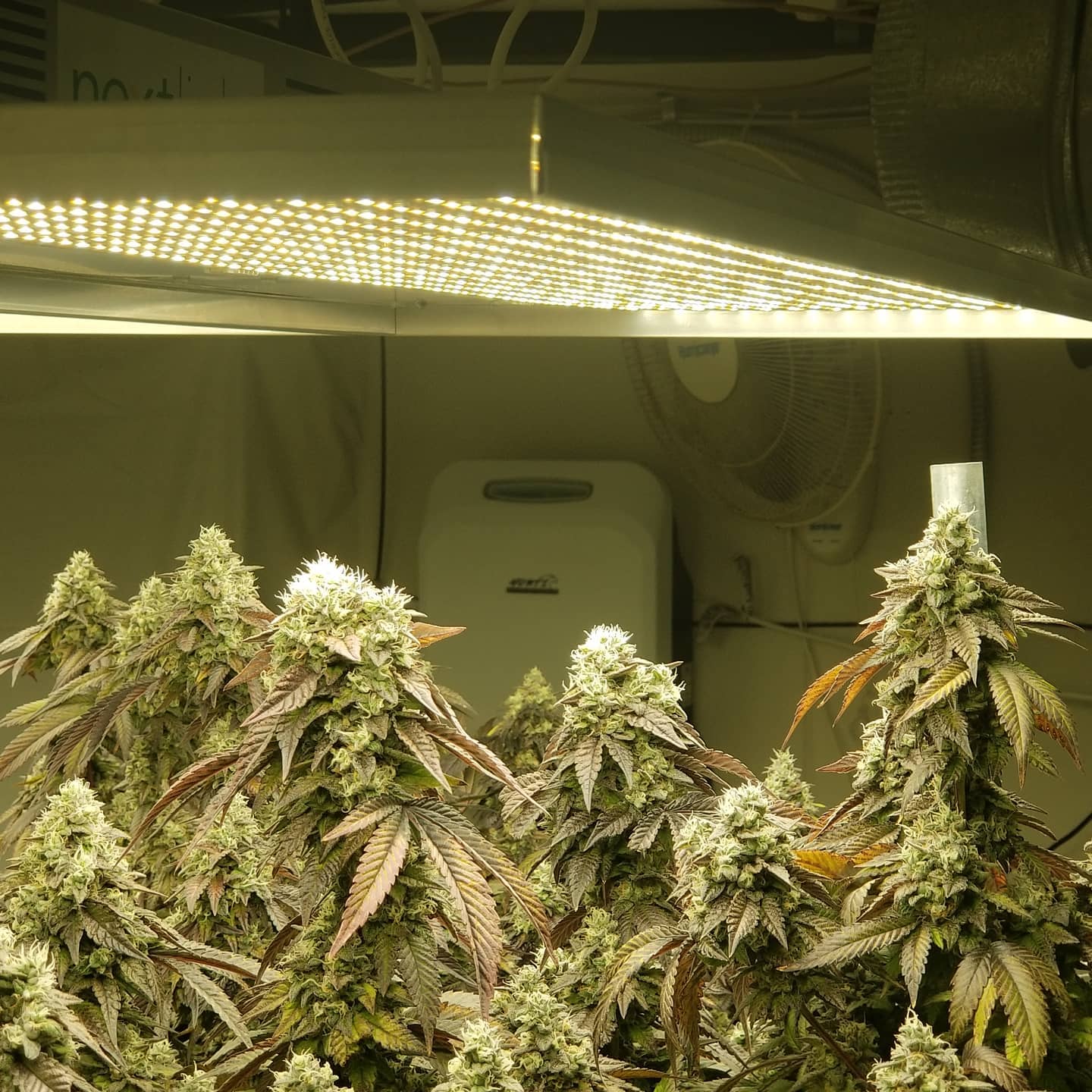How to Precisely Control Humidity in an Indoor Cannabis Grow 