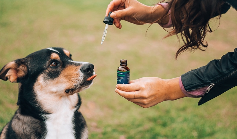 CBD Oil For Dogs- Beef Flavored - JustCBDstore