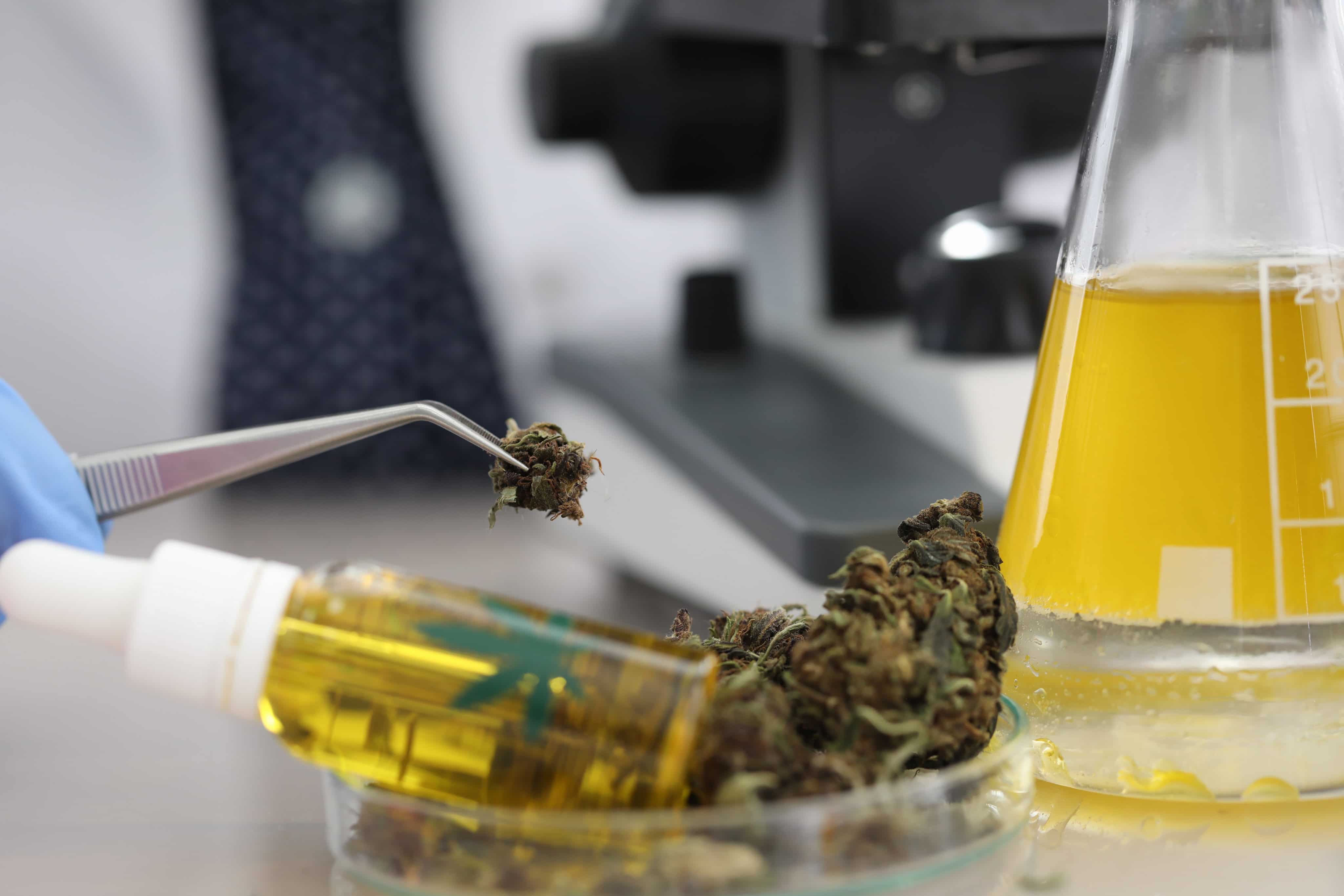 Whole-Plant Cannabis Extract Reduces Epileptic Seizures By 86% in Small  Study | High Times