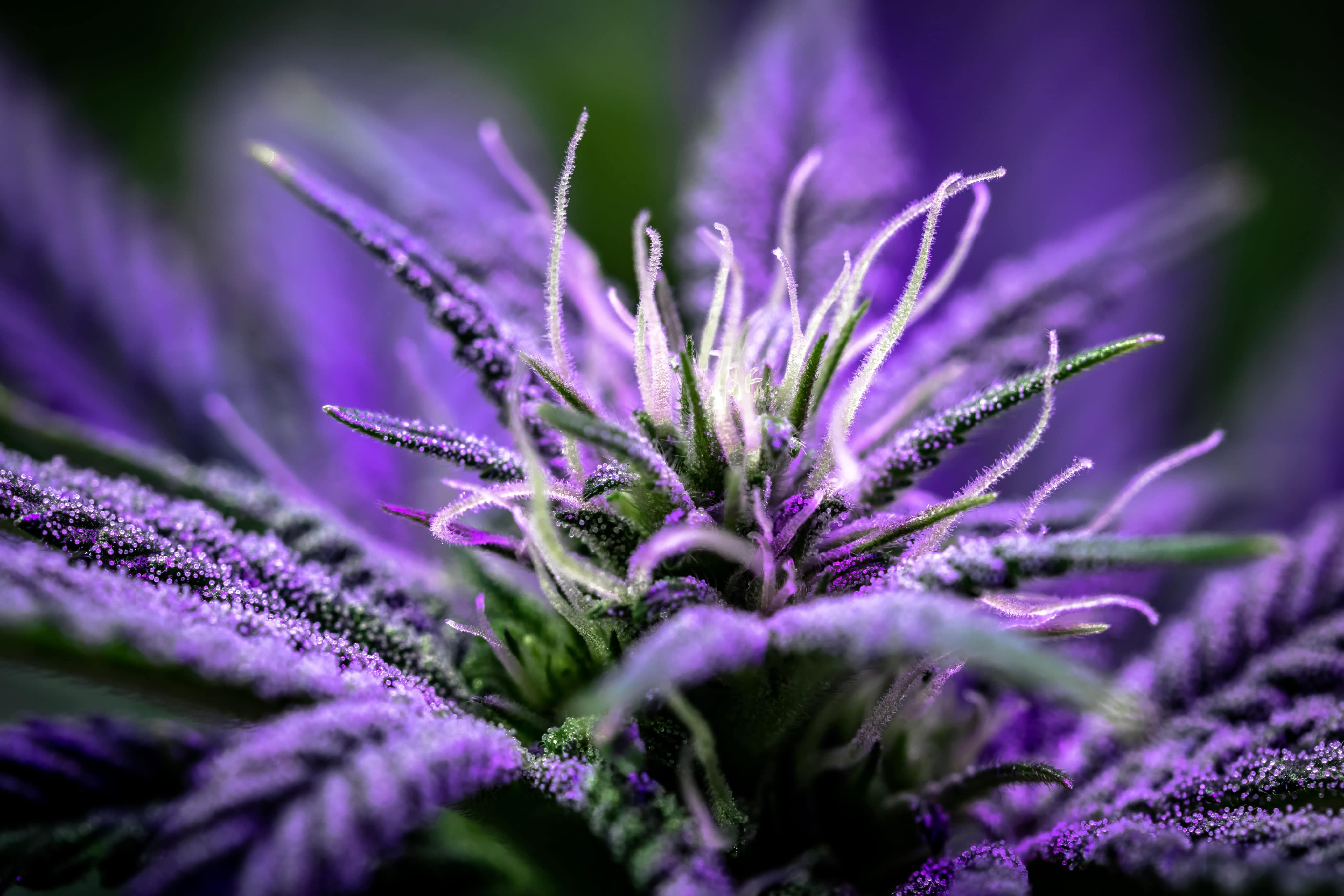 Missouri Introduces Recreational Cannabis Legalization Measure