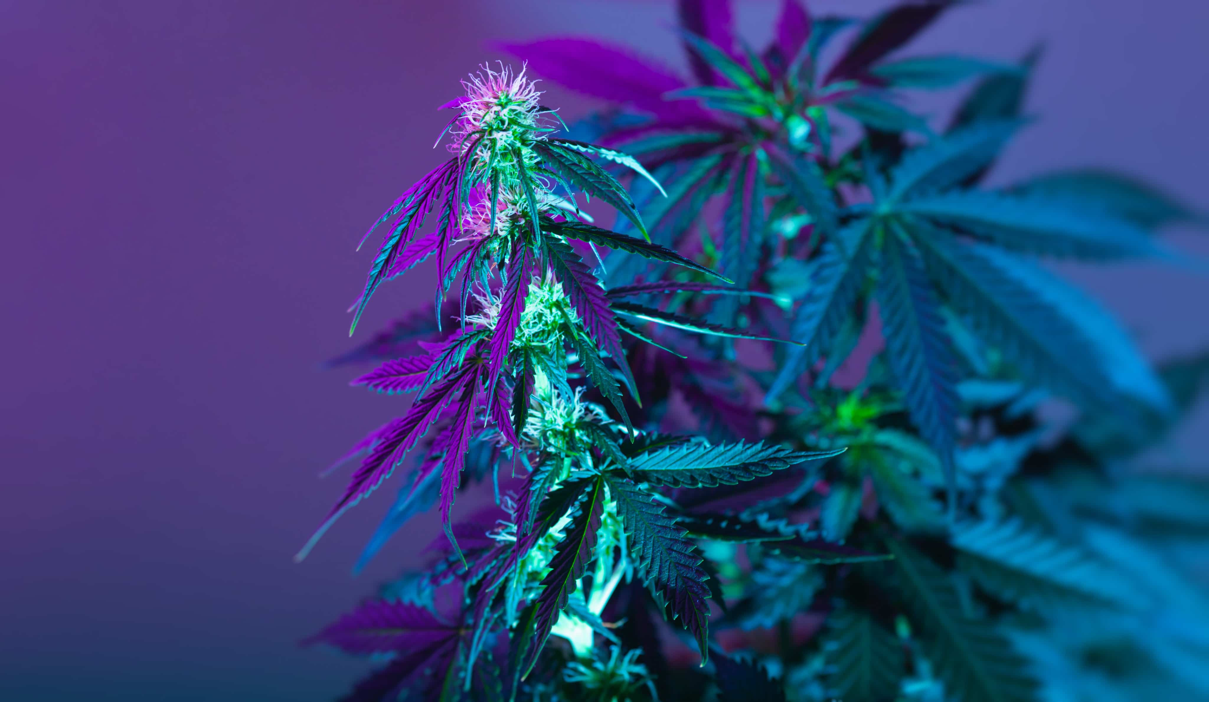 Maryland House Advances Cannabis Legalization Bills