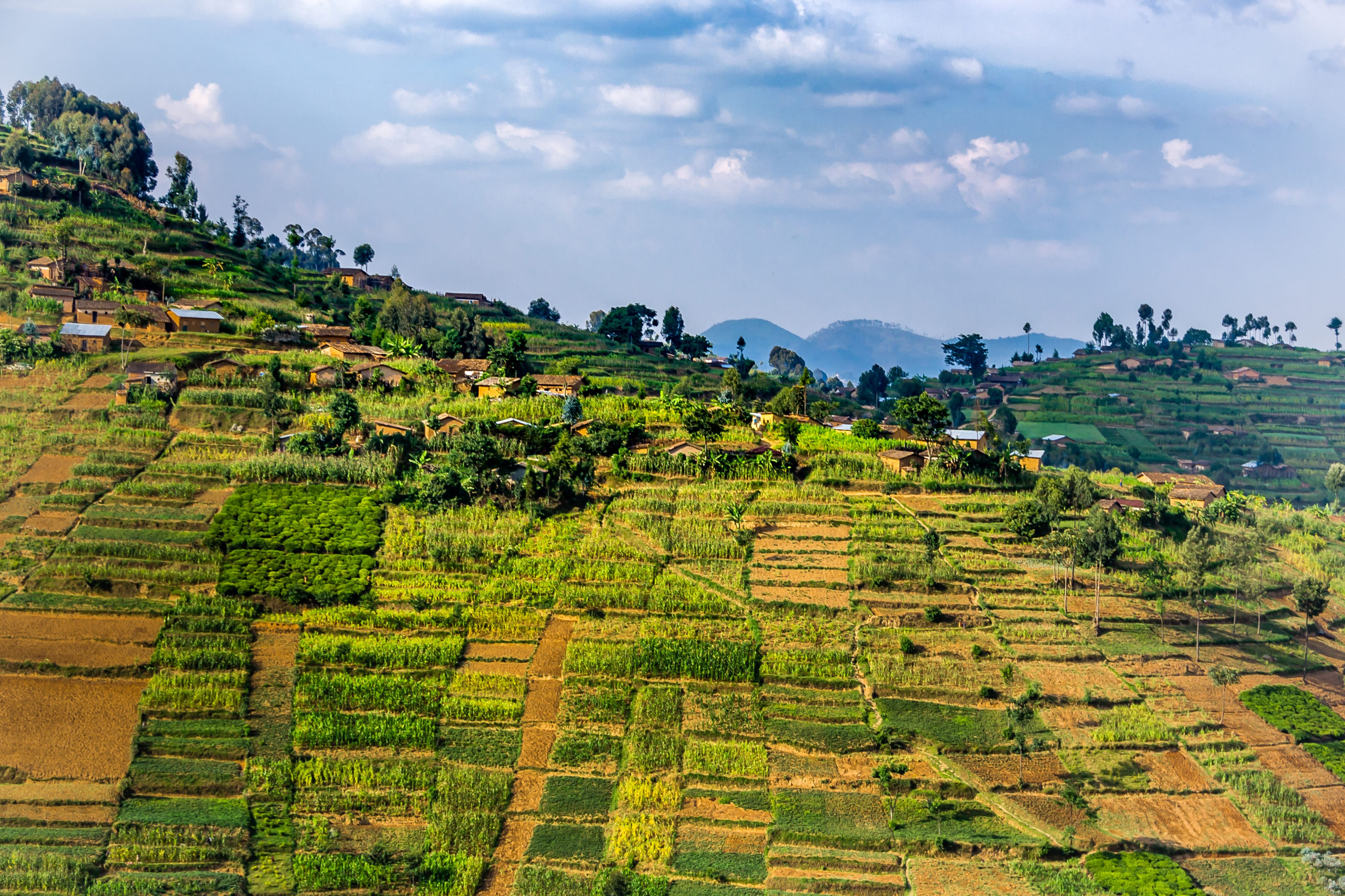 Rwanda Begins Cannabis Production | High Times