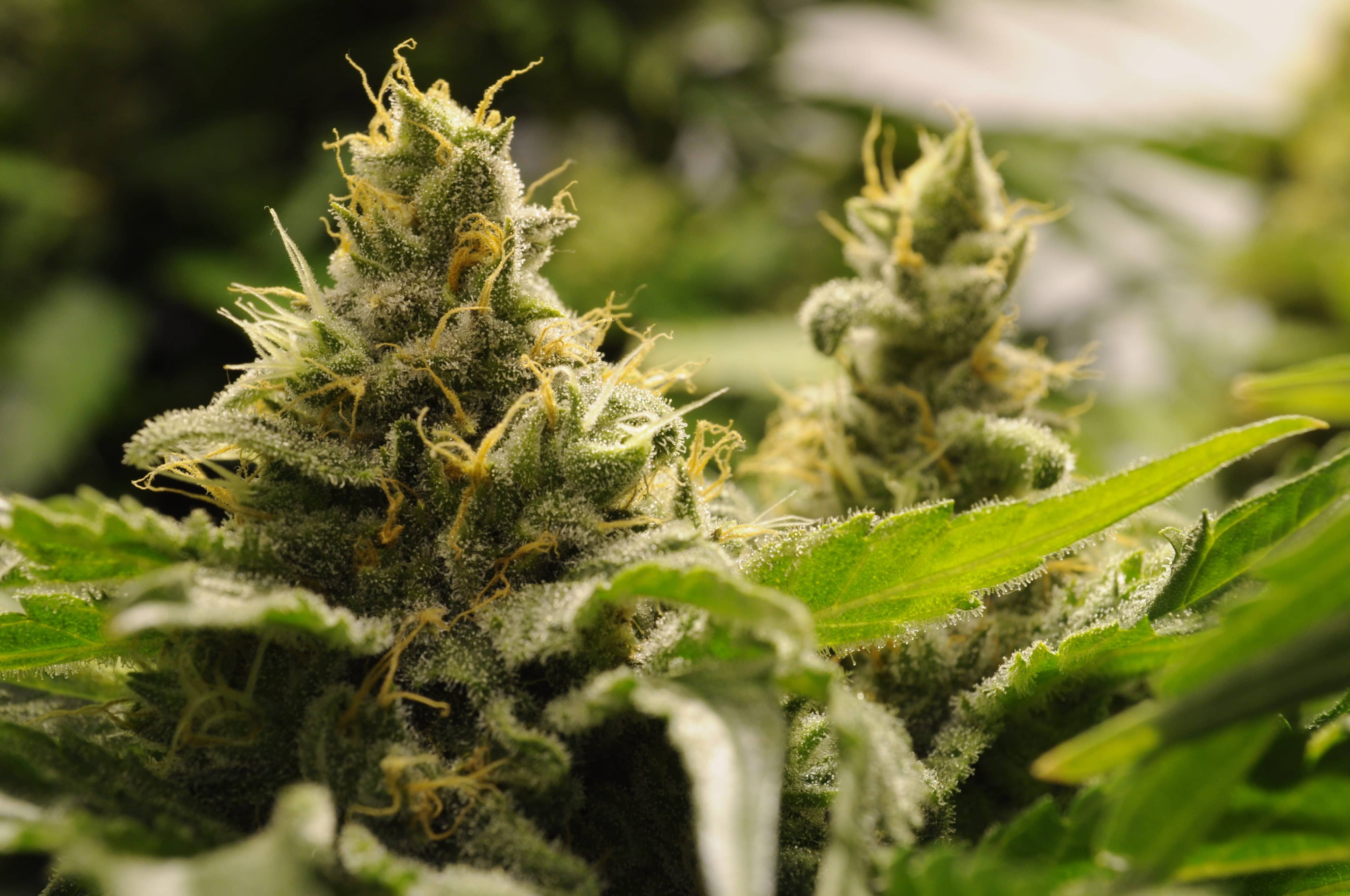 Rhode Island Lawmakers Introduce Cannabis Legalization Bill