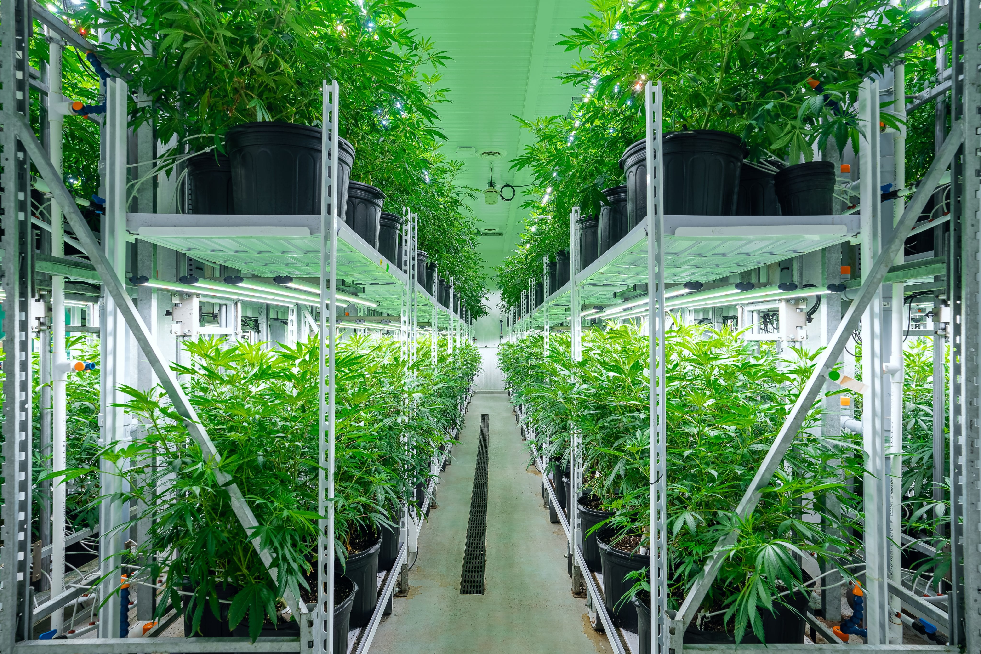New York Approves First Slate of Cannabis Cultivation Licenses