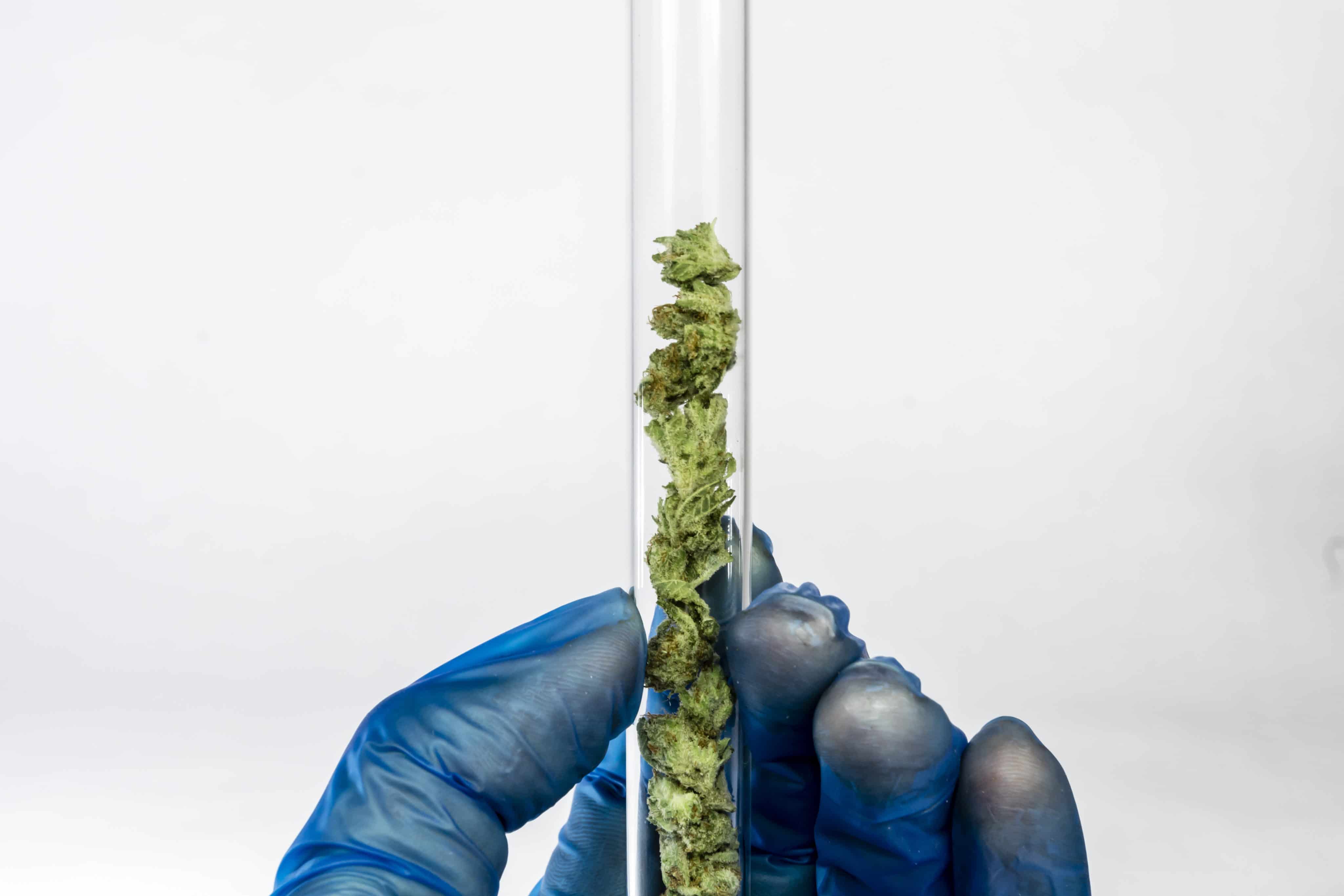 Grant Opportunity Announced for Cannabis Cancer Treatment Research |