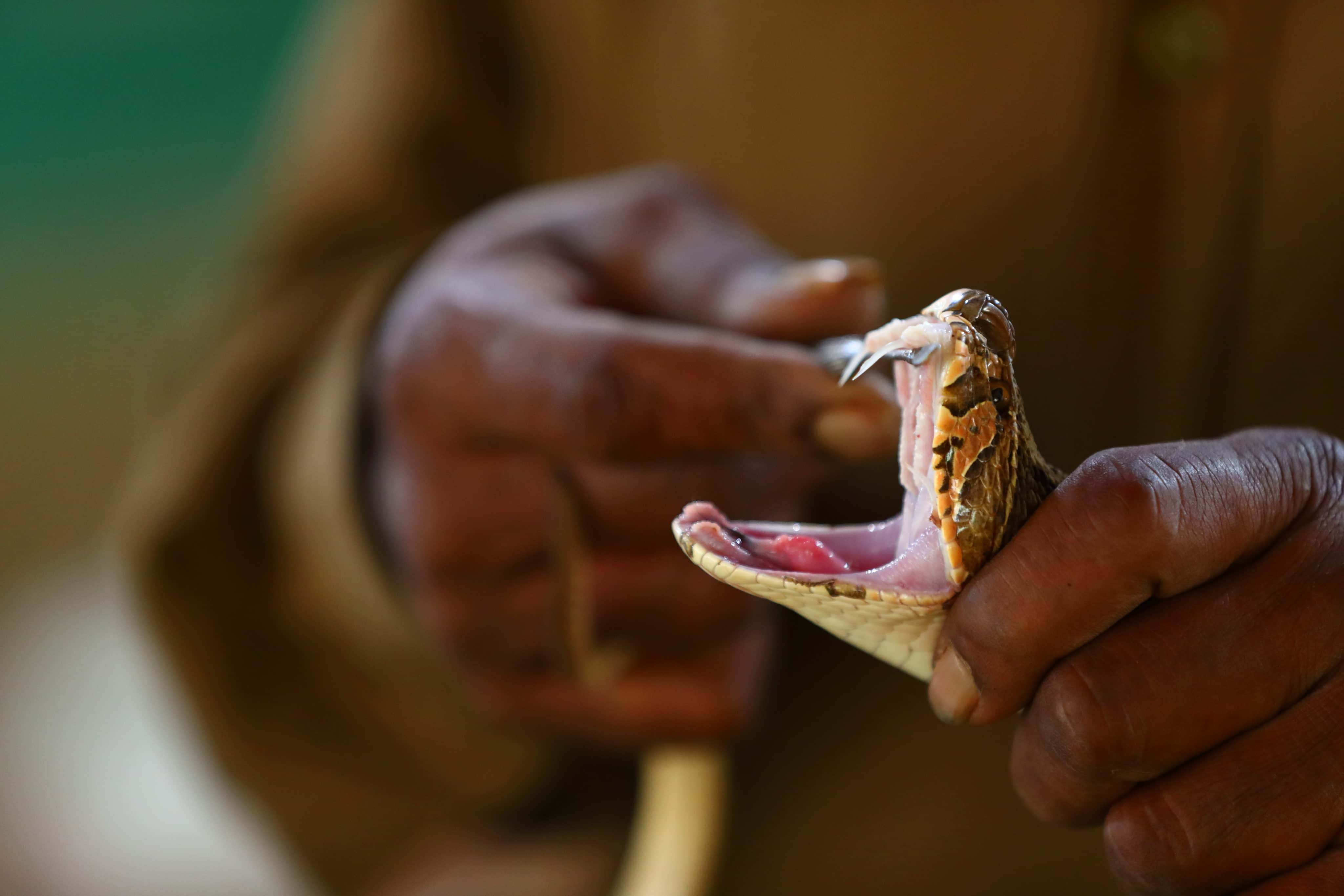 Snake Venom and Cannabis: Kenya’s Economic Salvation?