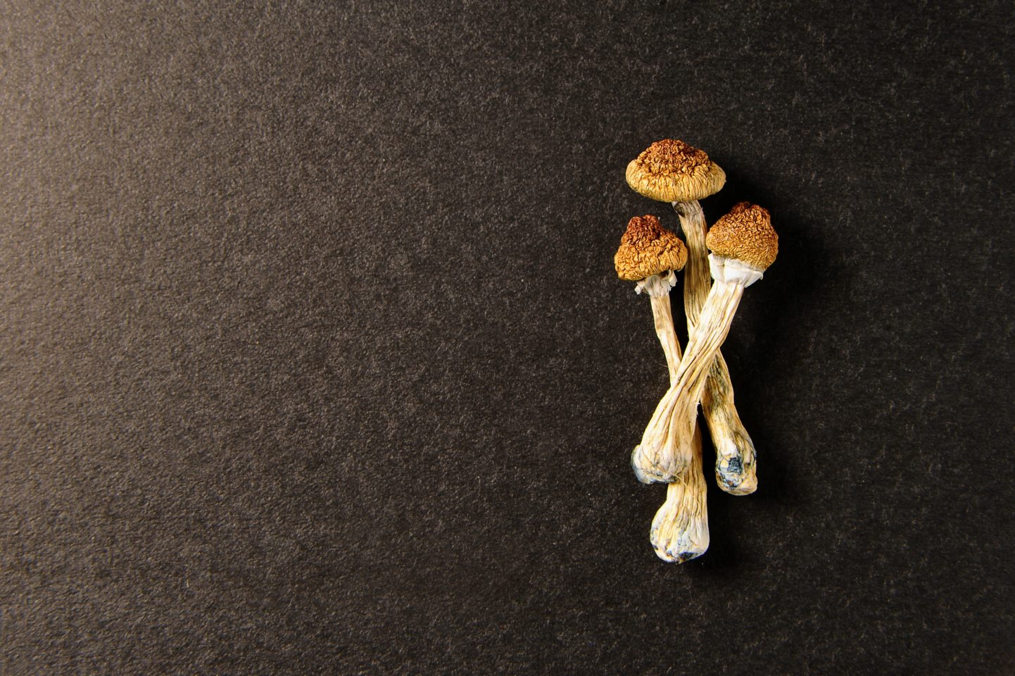 Oregon County Proposes Ban on Psilocybin Therapy