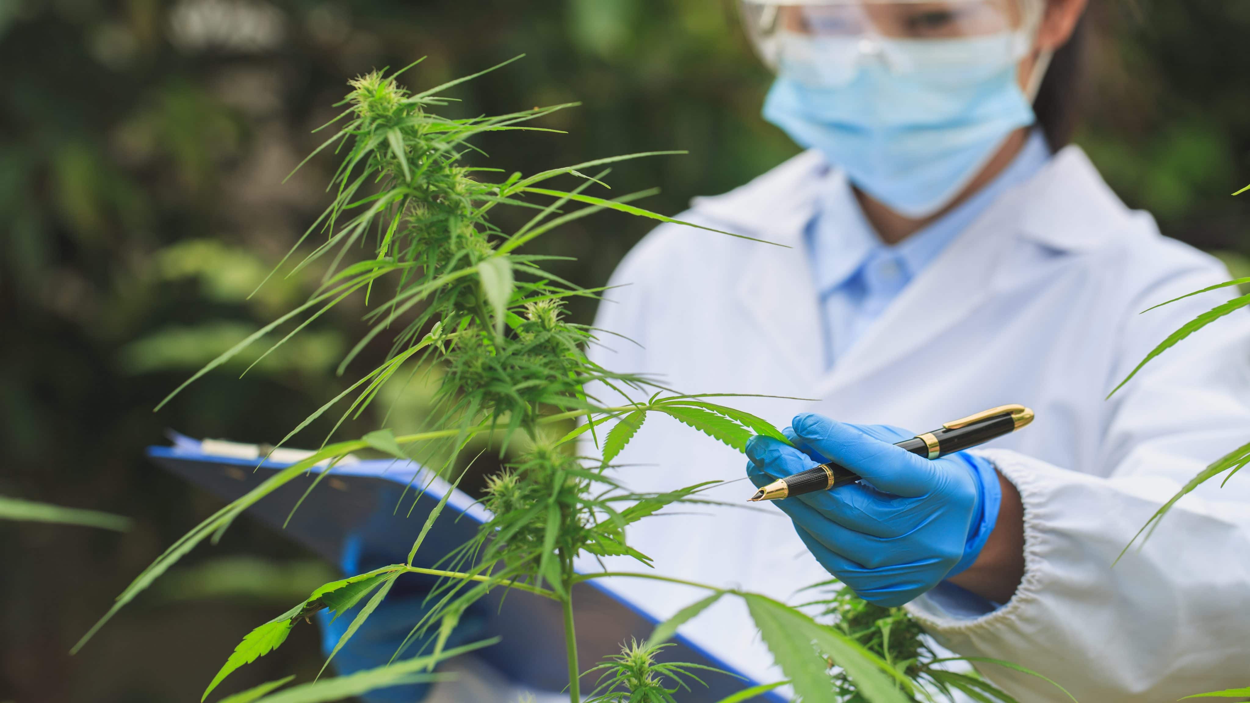 Oregon Cracks Down on Lab-Made Cannabinoids