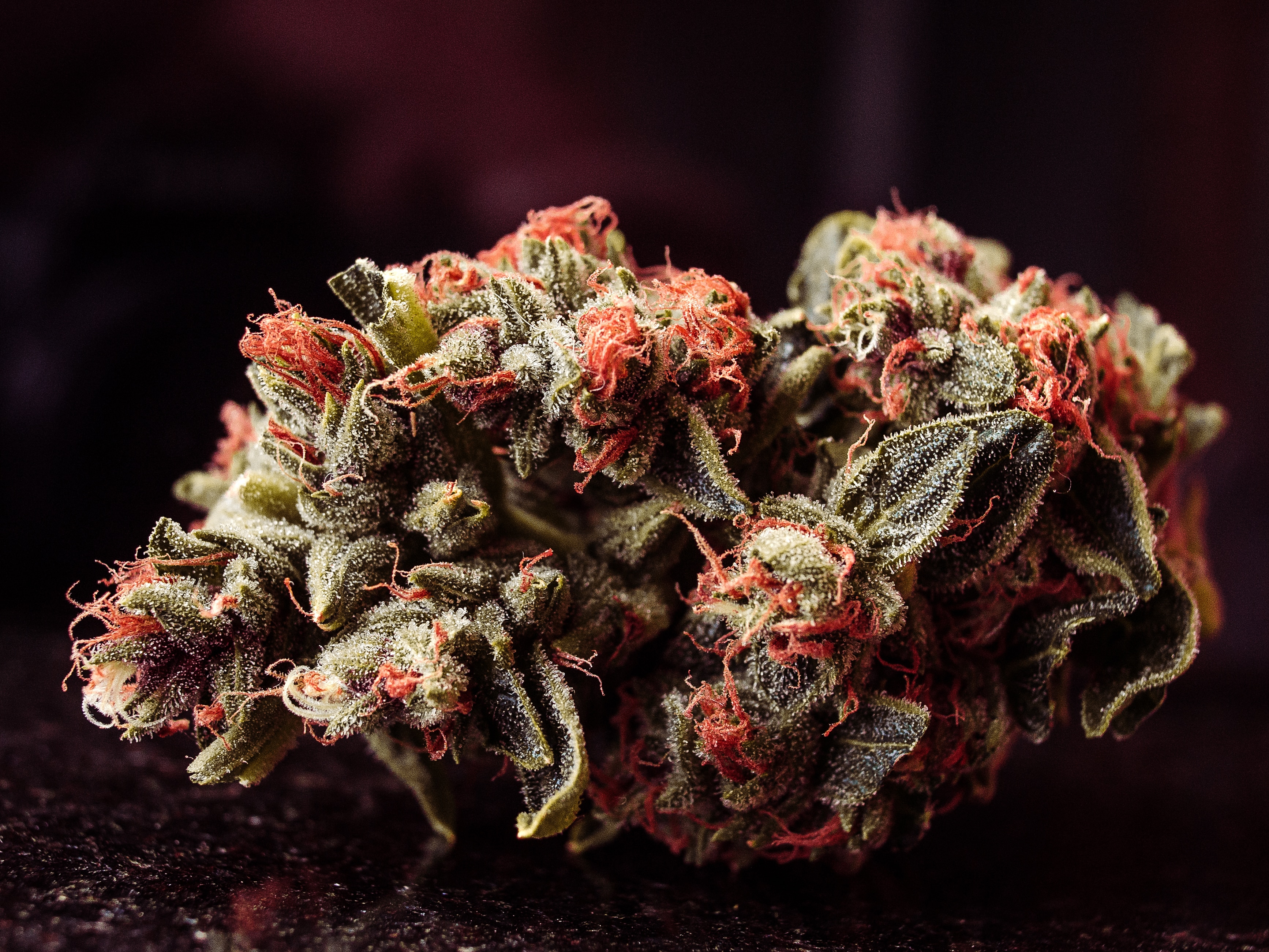 Rare Panama Red feminized cannabis strain seeds smell and taste
