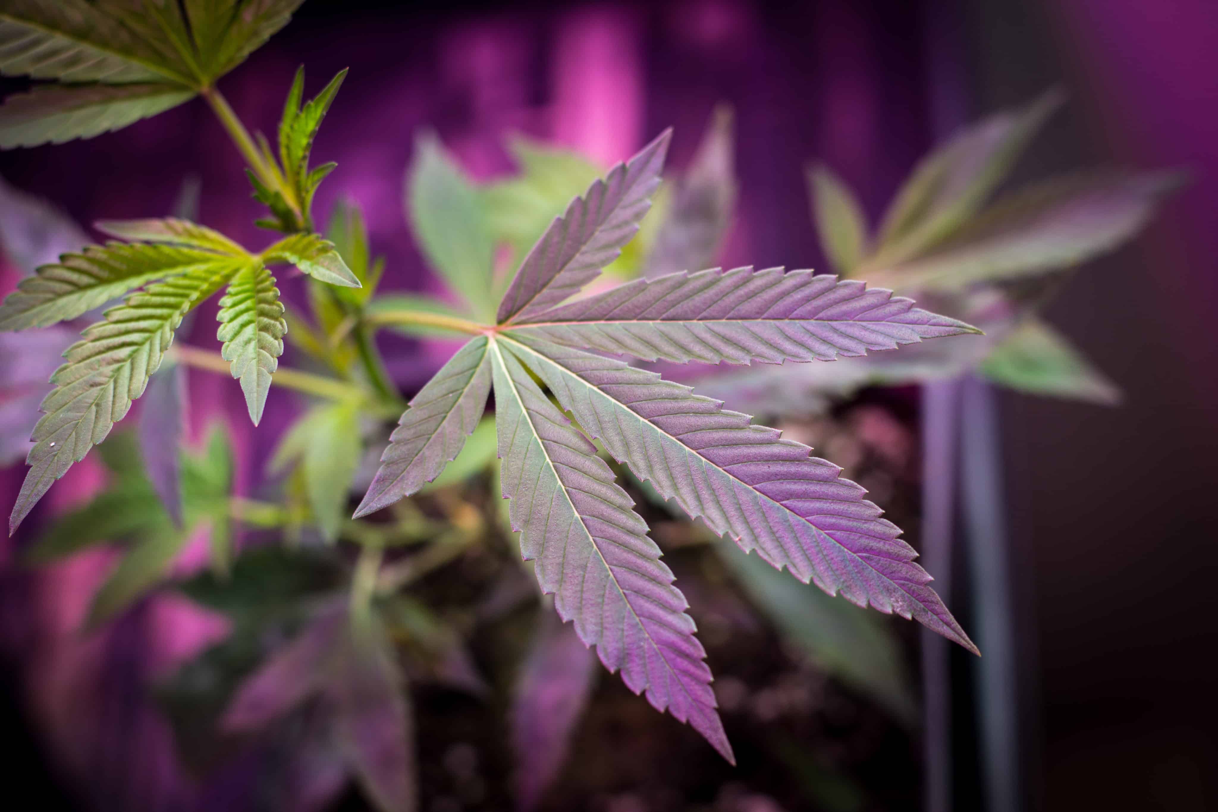 Argentine Supreme Court Endorses Medical Cannabis Home Grow