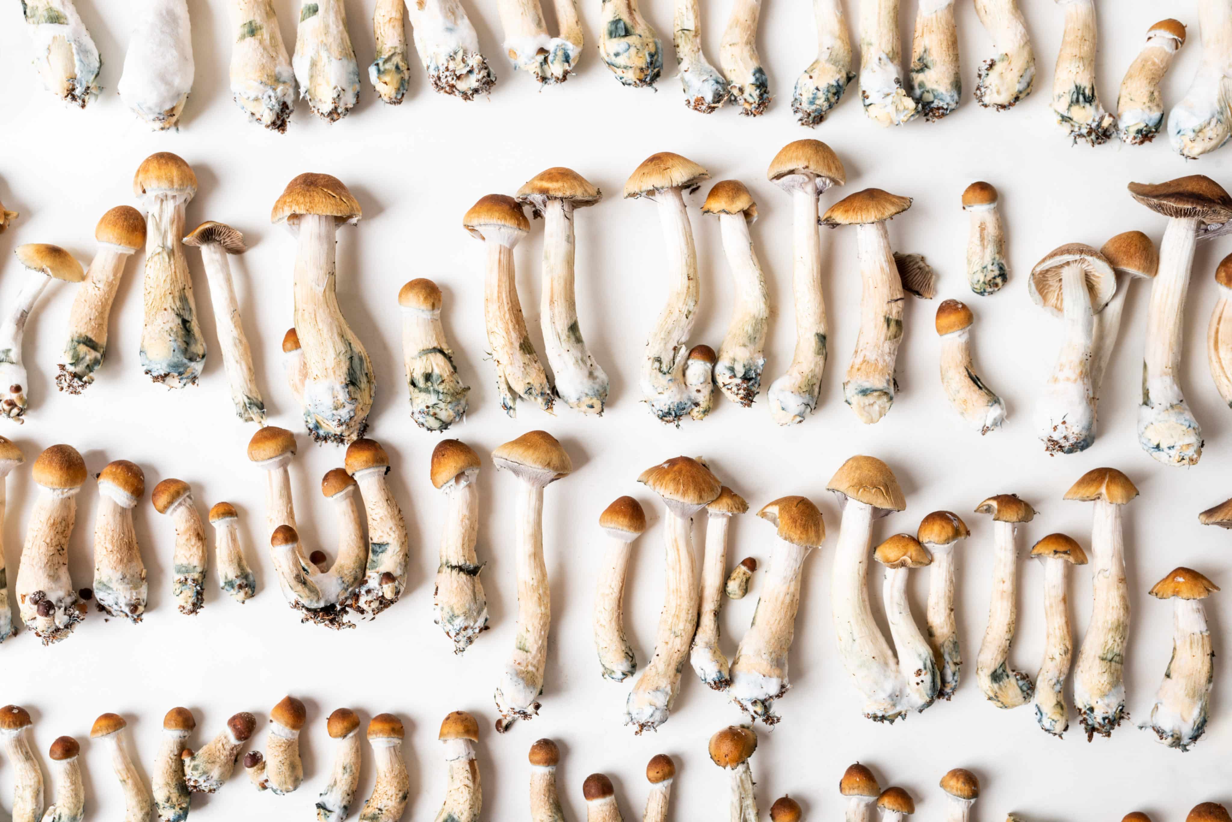 Oregon Psilocybin Rules Set To Be Finalized in December