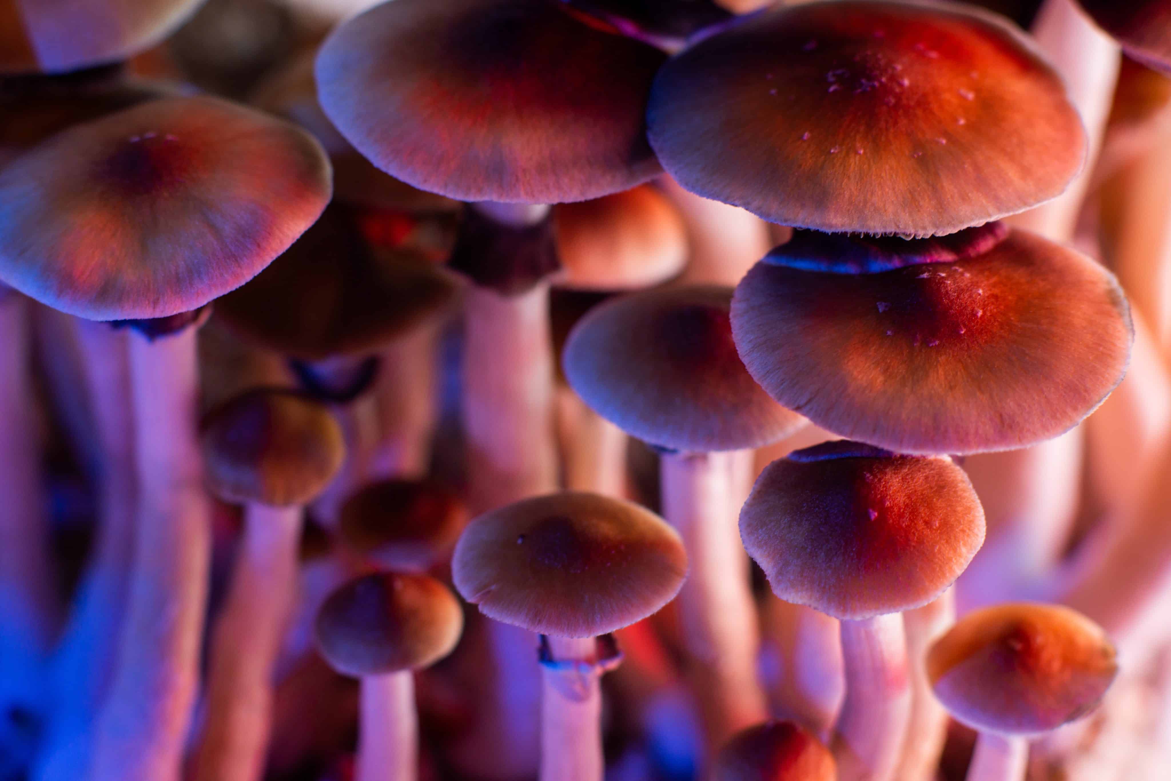 San Francisco City Leaders To Consider Psychedelics Decriminalization Measure | High Times
