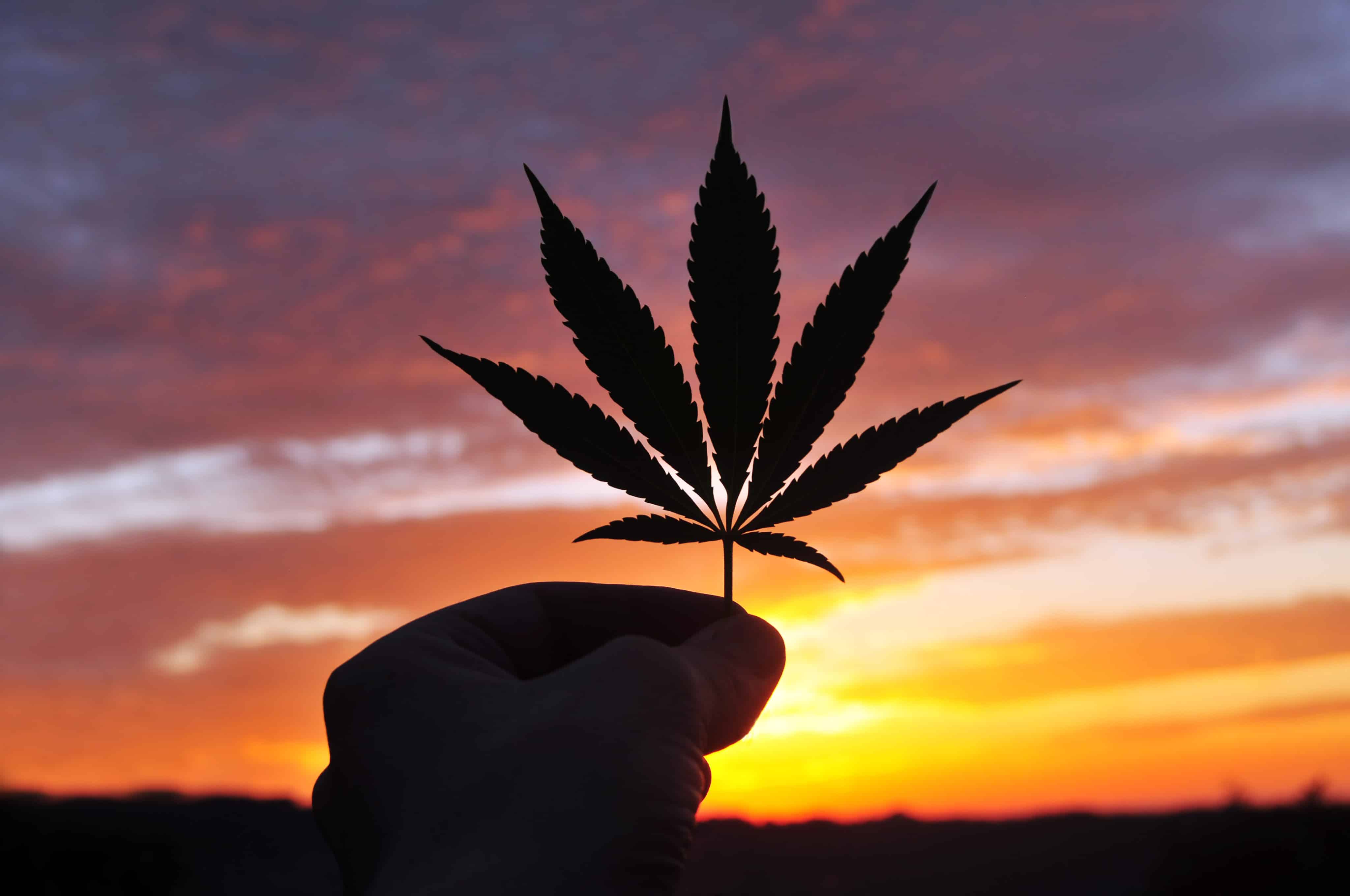 Michigan’s Top Cannabis Regulator Stepping Down