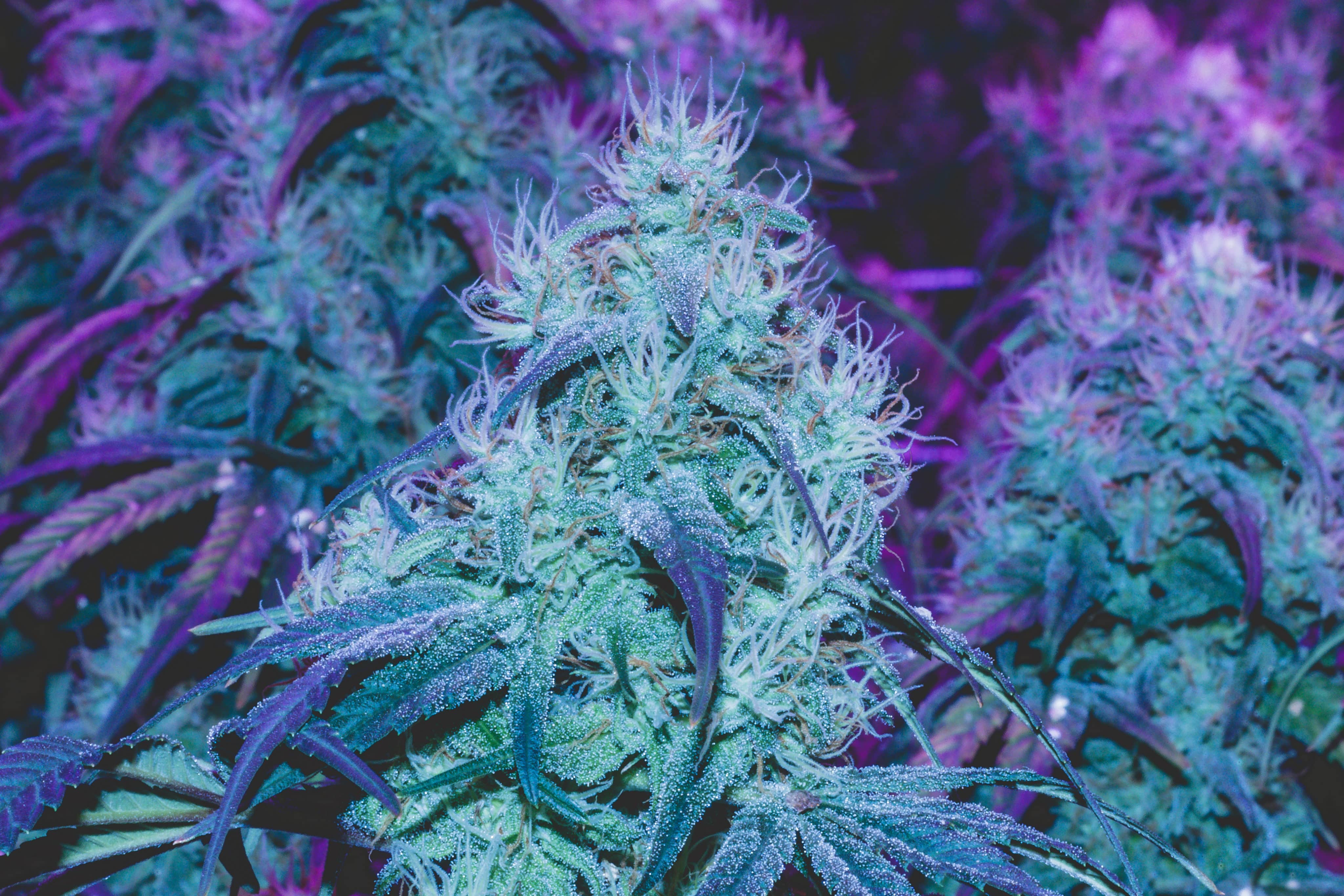 Quality Genetics: The Most Important Factor in Cannabis Sales and Marketing
