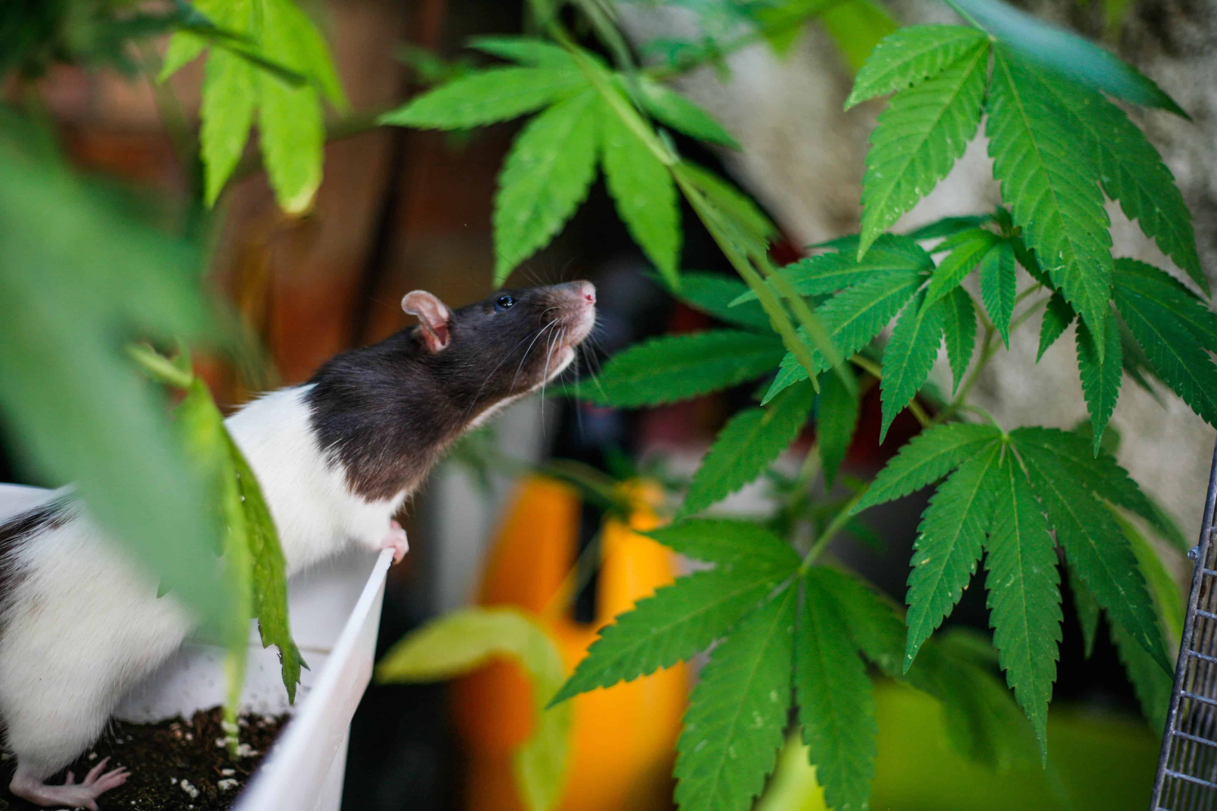 Image of post: Police in India Say Rats Ate More Than 1,100 Pounds of Confiscated Weed
