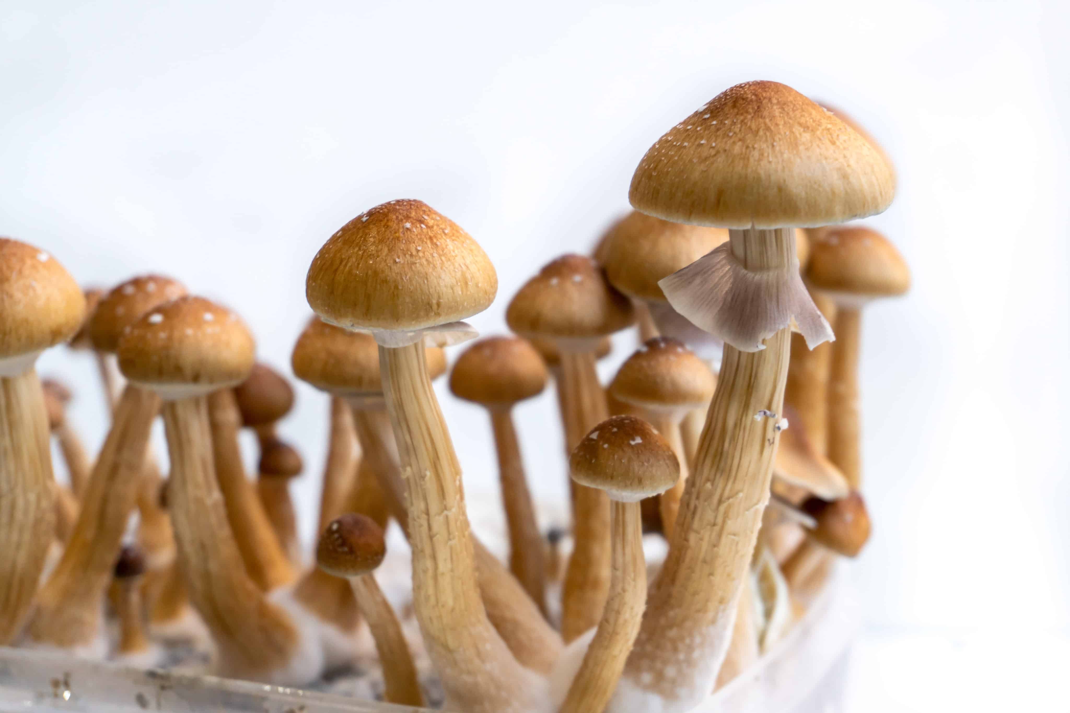Image of post: Non-profit Organization Marches on Canadian Capital To Fight for Therapeutic Mushrooms