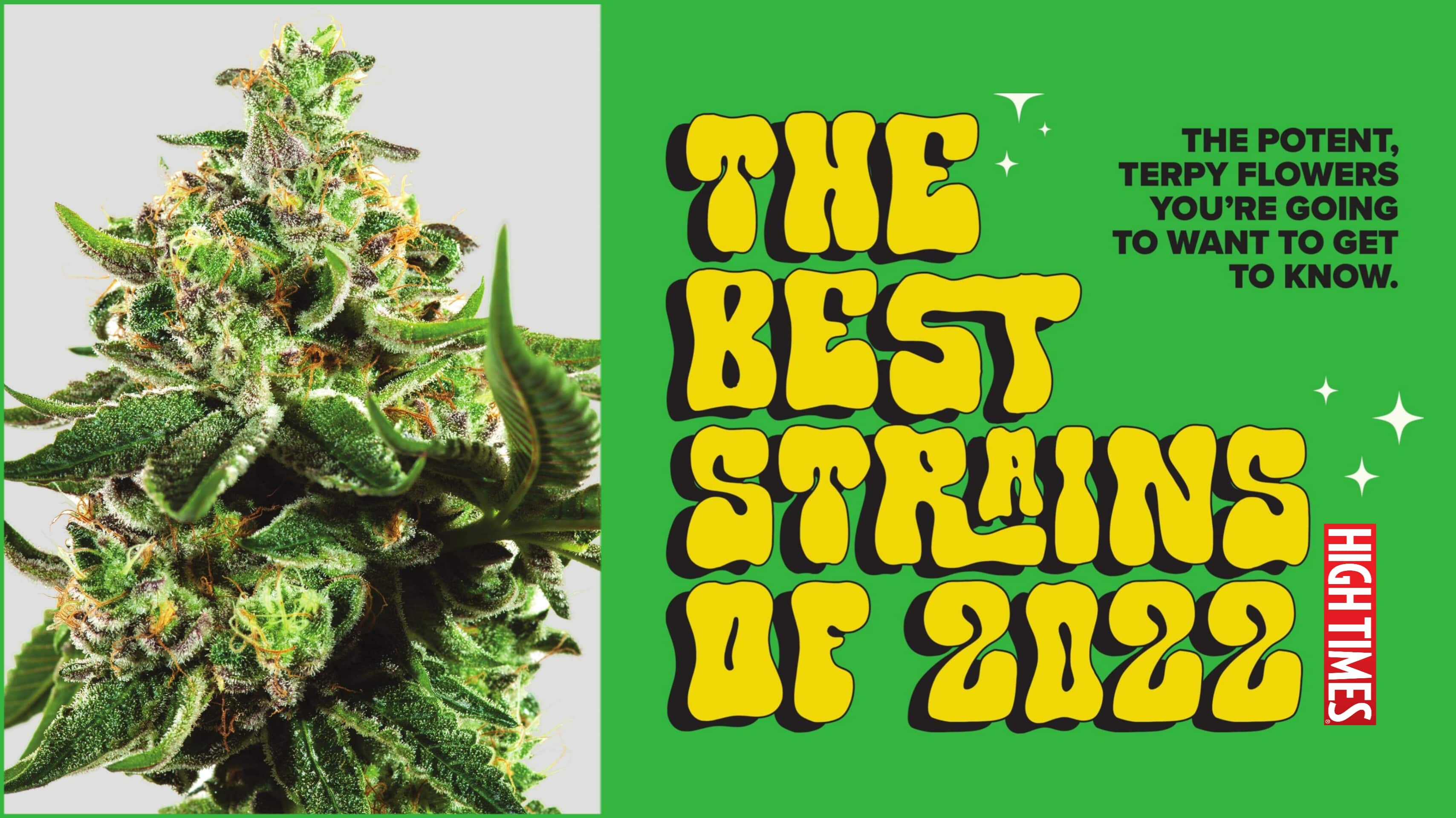 The Best Strains of 2022 High Times