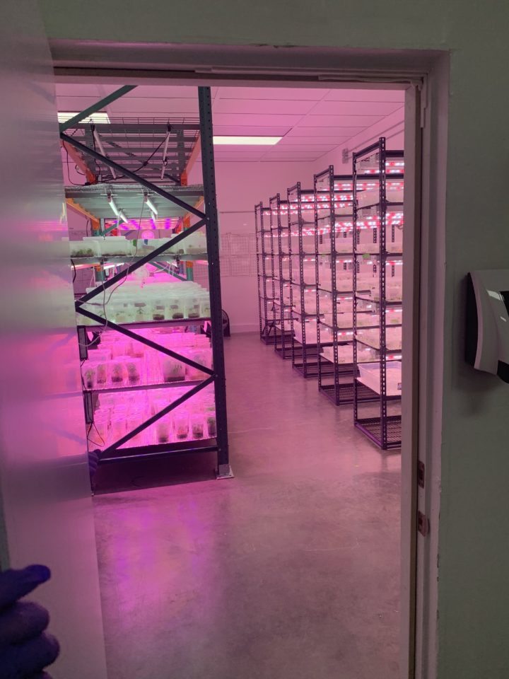Weed’s Tissue Culture Moment Has Arrived