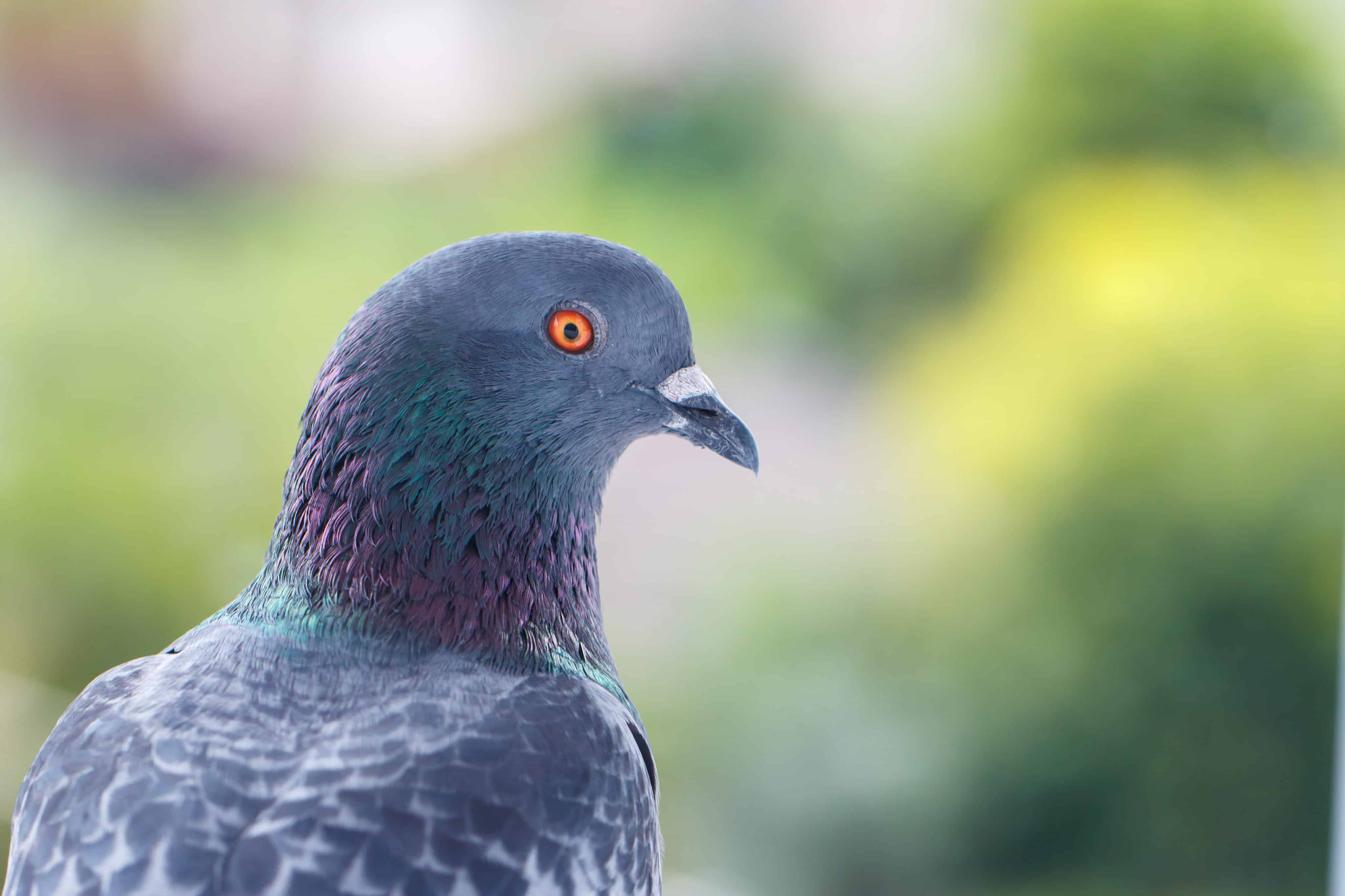 Drug-Carrying Pigeon in Canadian Prison Yard