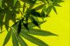 CBD