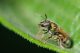 bees