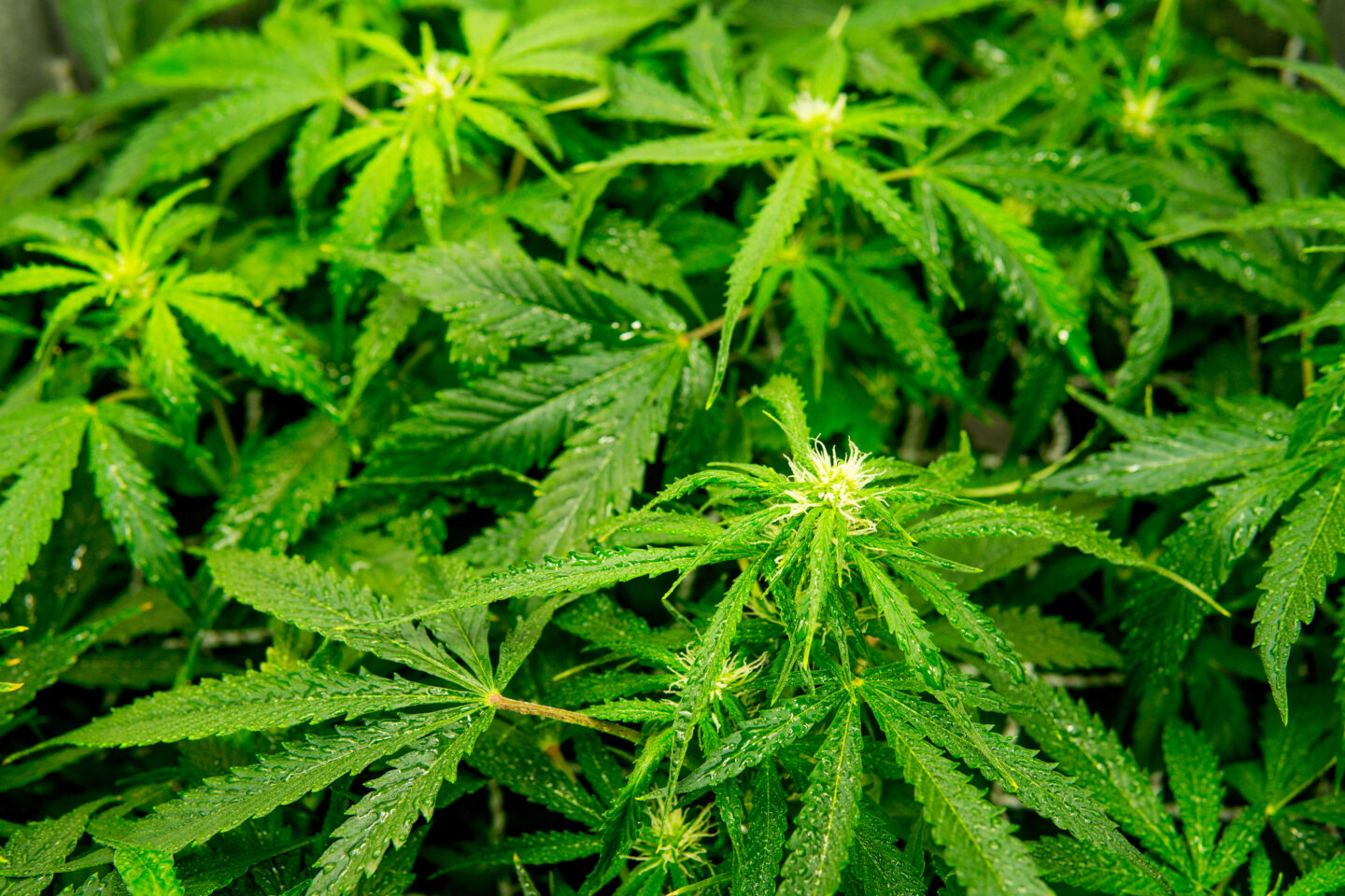 Federal Judge in Arkansas Blocks Hemp Cannabinoids Ban in Pivotal Ruling