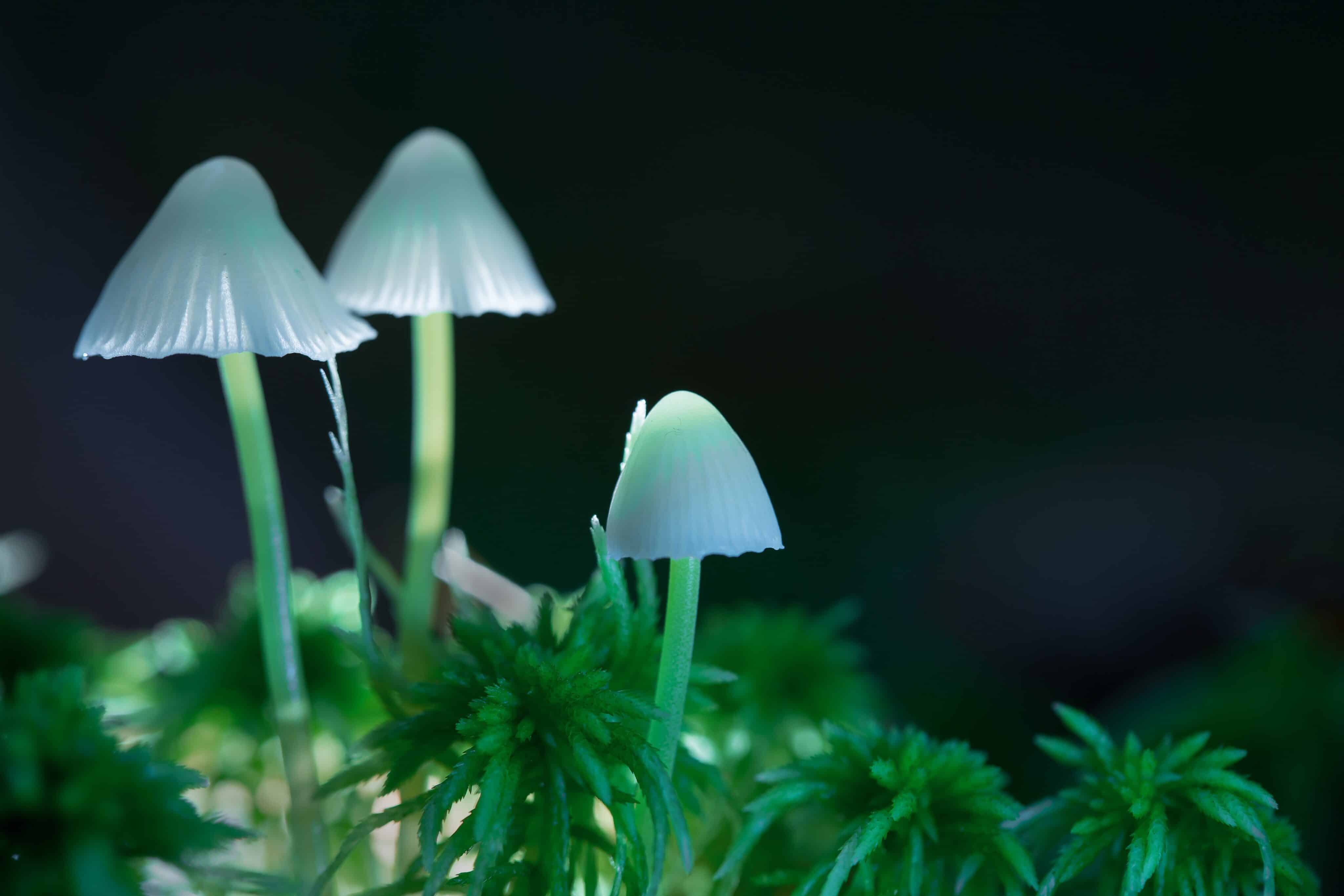 Clinical Trial Shows Promise for Next-Gen Psychedelic Treatment