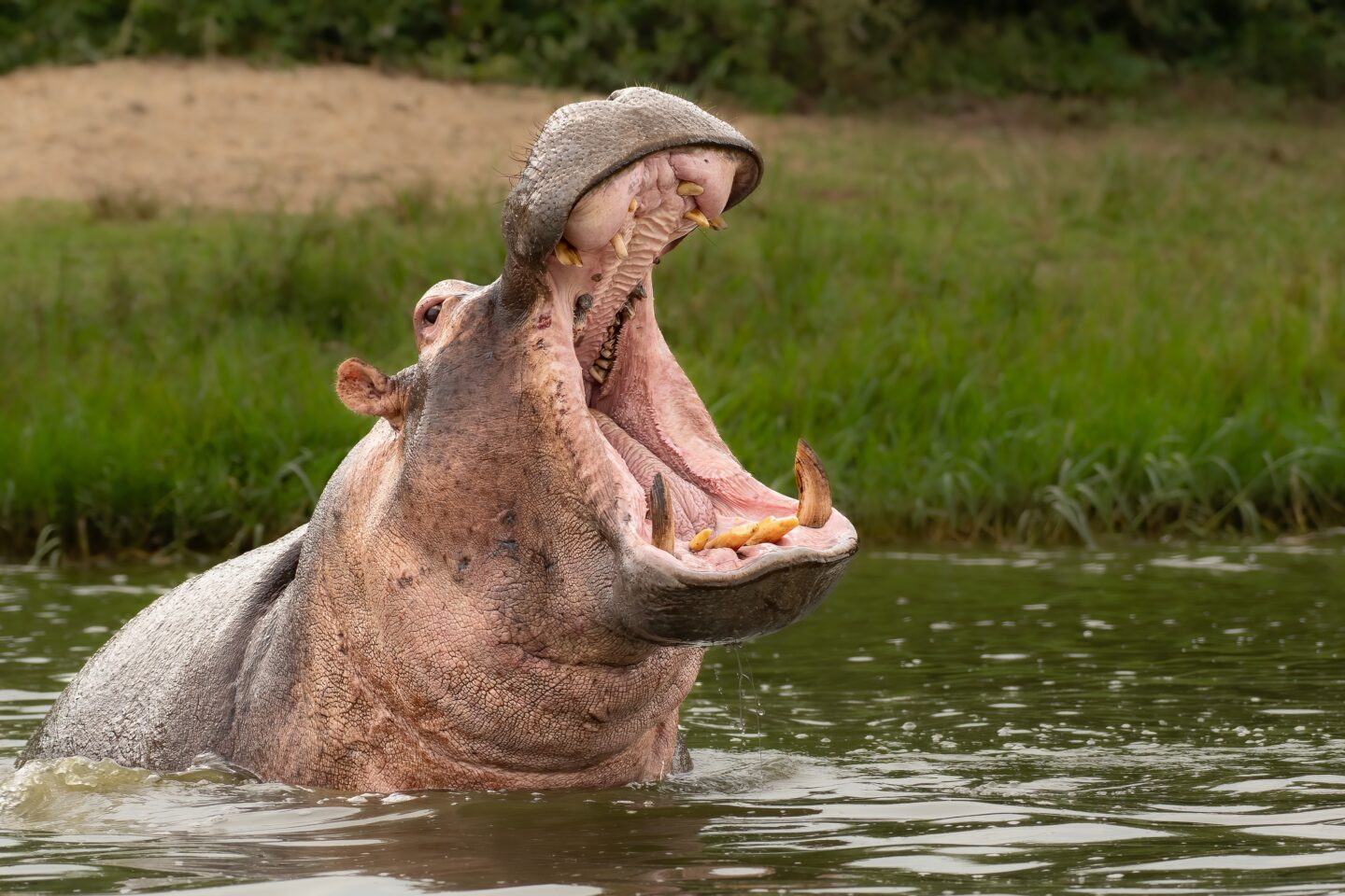 Pablo Escobar’s Hippos Have Been Running Amok So Colombia Is Going To Kill, Sterilize Some