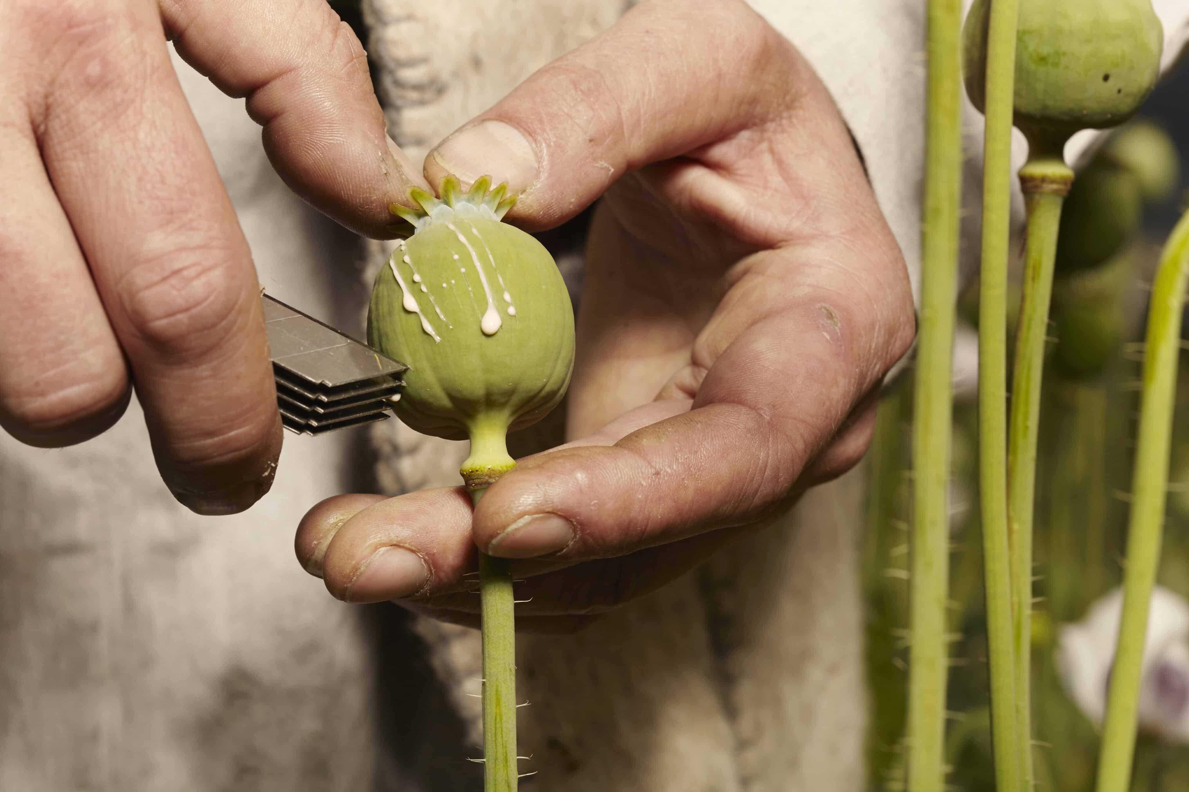 Afghan Poppy Harvest Down 95% After Taliban Opium Ban