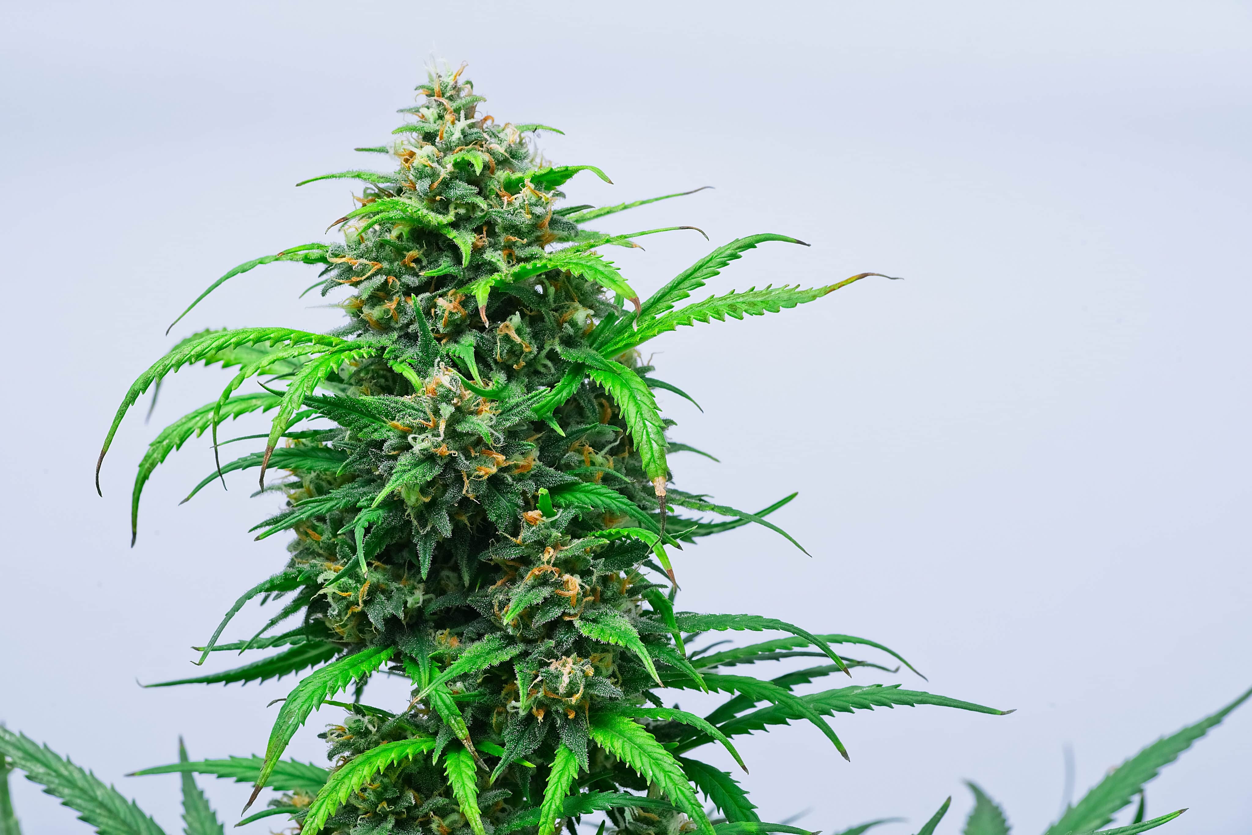 Medical Cannabis Clinical Trial in U.K. Underway