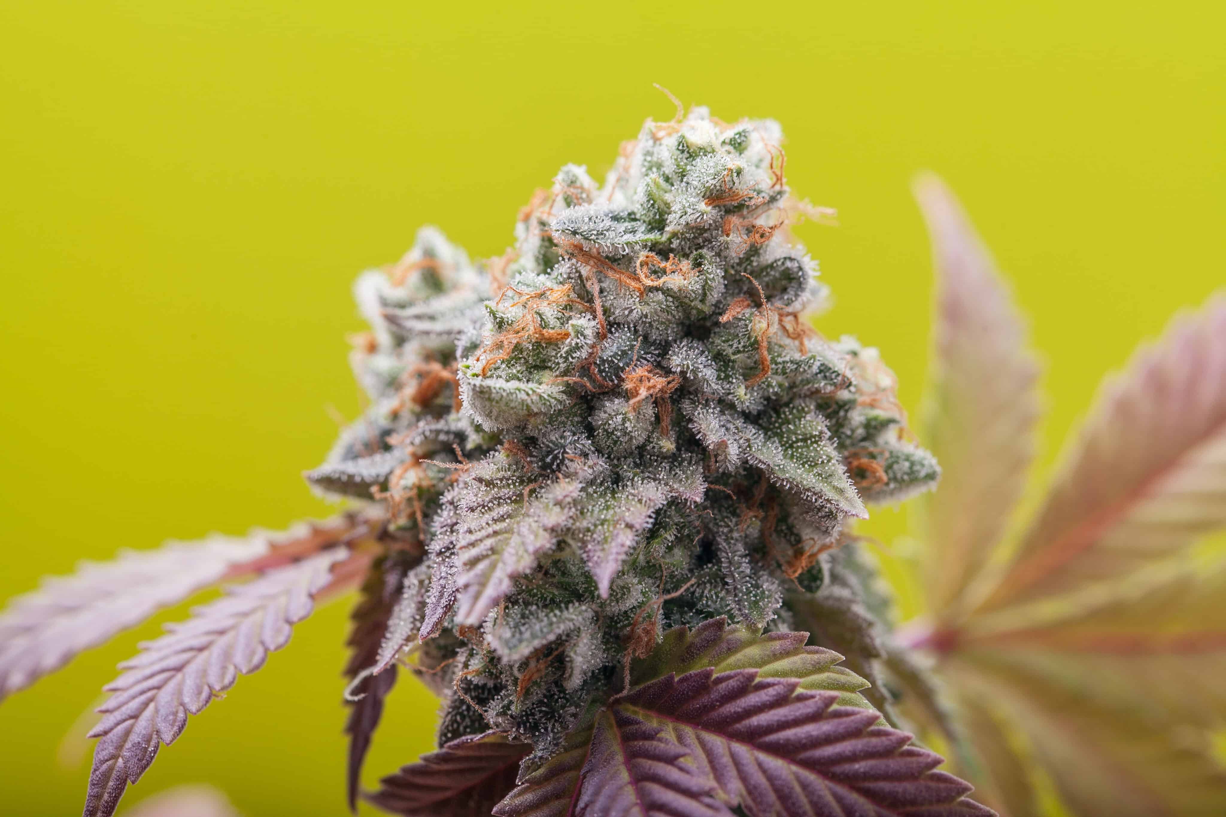 Proposal in Washington Seeks to Raise Legal Cannabis Age to 25