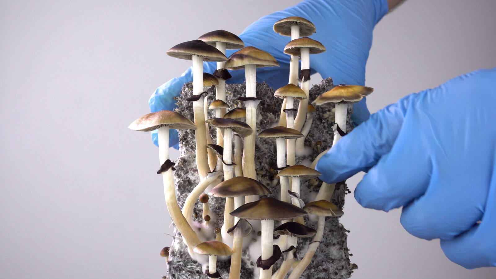 Arizona Bill Would Legalize Psilocybin Service Centers, Add to Current Research Efforts